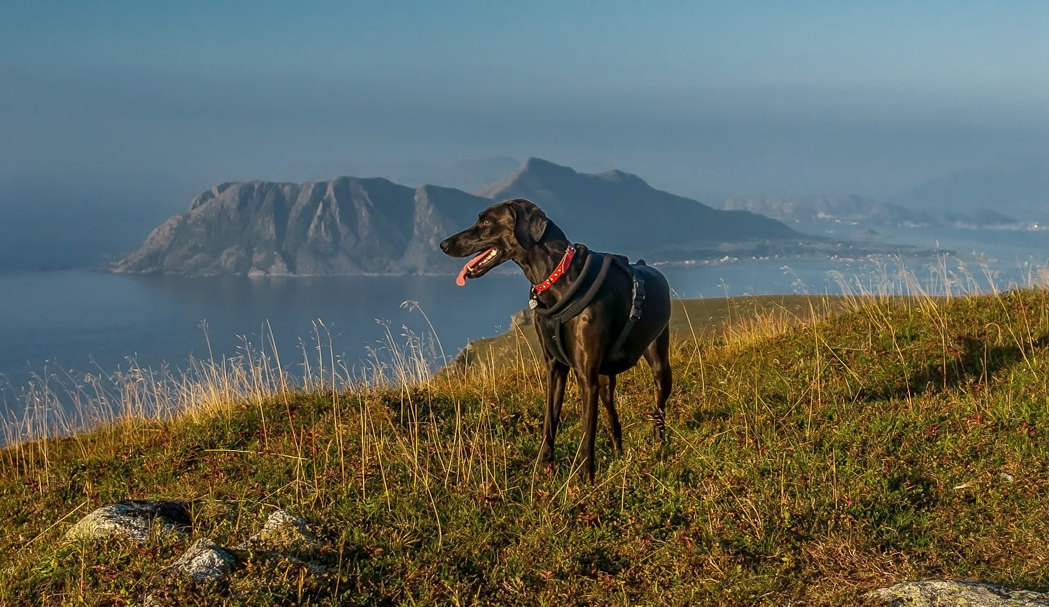 Sony Alpha NEX-6 + Sigma 19mm F2.8 EX DN sample photo. Mountain dog photography