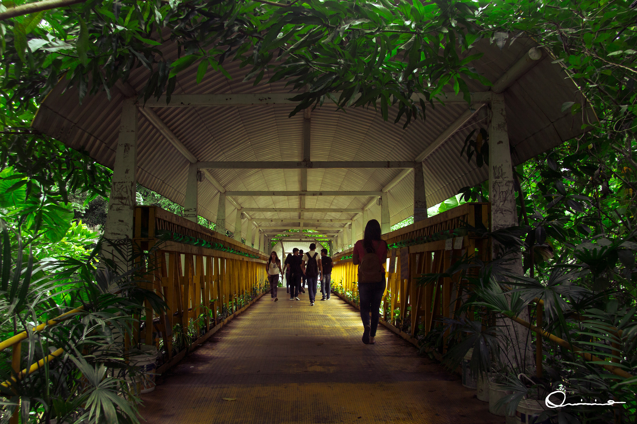 Canon EF-S 17-85mm F4-5.6 IS USM sample photo. Tropical bridge photography