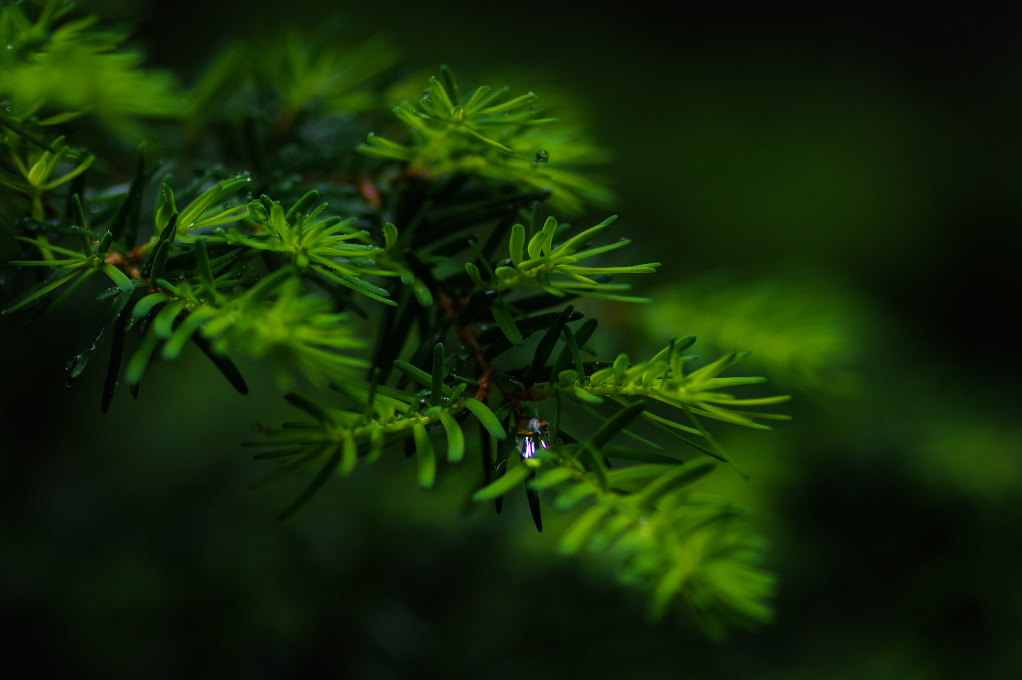 Pentax K-3 + Pentax smc D-FA 100mm F2.8 Macro WR sample photo. Drop of water on leaves photography