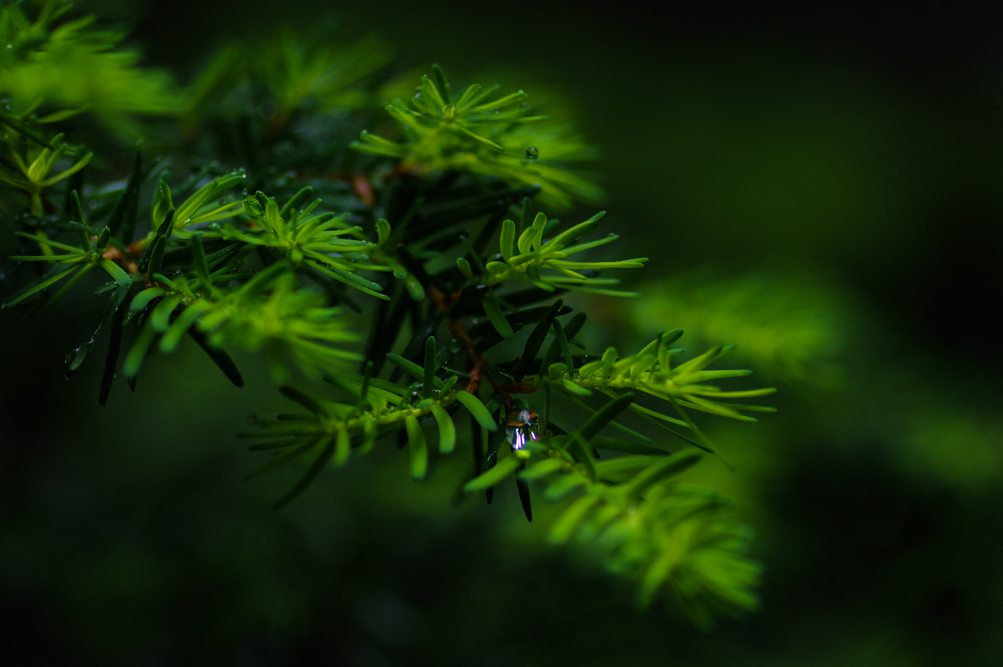 Pentax smc D-FA 100mm F2.8 Macro WR sample photo. Drop of water on leaves photography