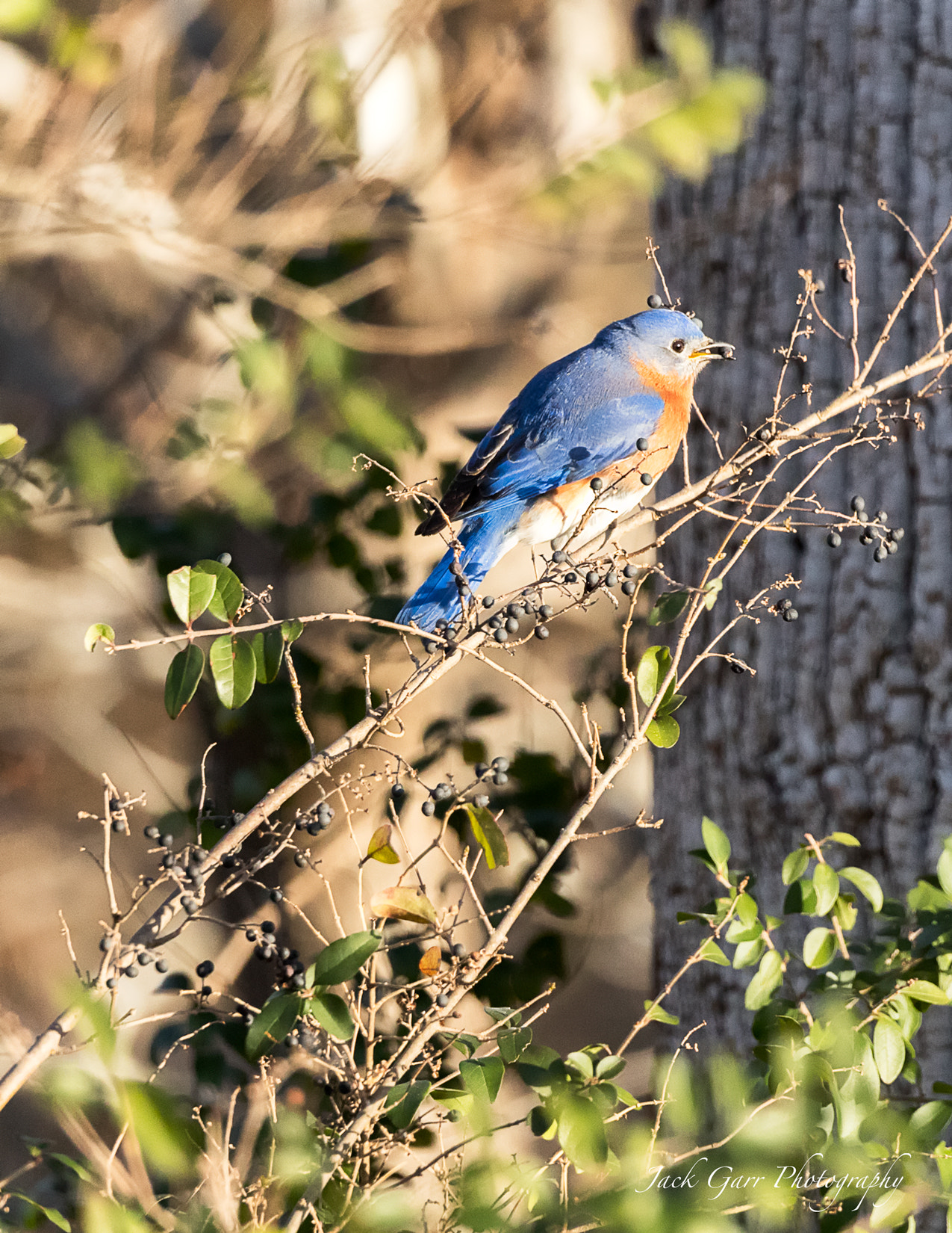 Canon EOS-1D X Mark II sample photo. Male blue bird eating berries photography