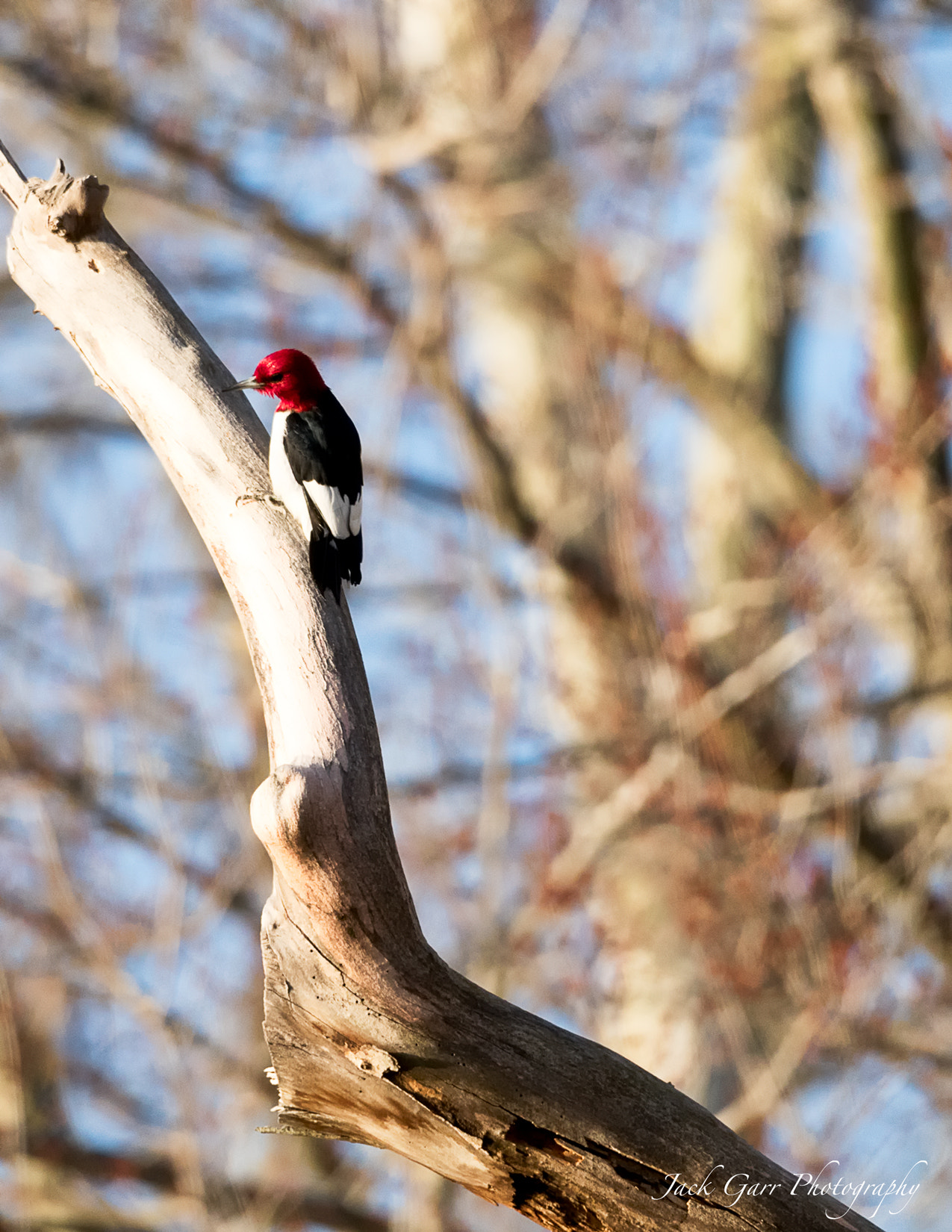Canon EOS-1D X Mark II sample photo. Red-headed woodpecker photography
