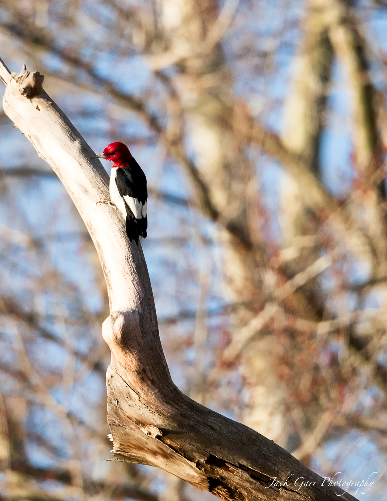 150-600mm F5-6.3 DG OS HSM | Sports 014 sample photo. Red-headed woodpecker photography