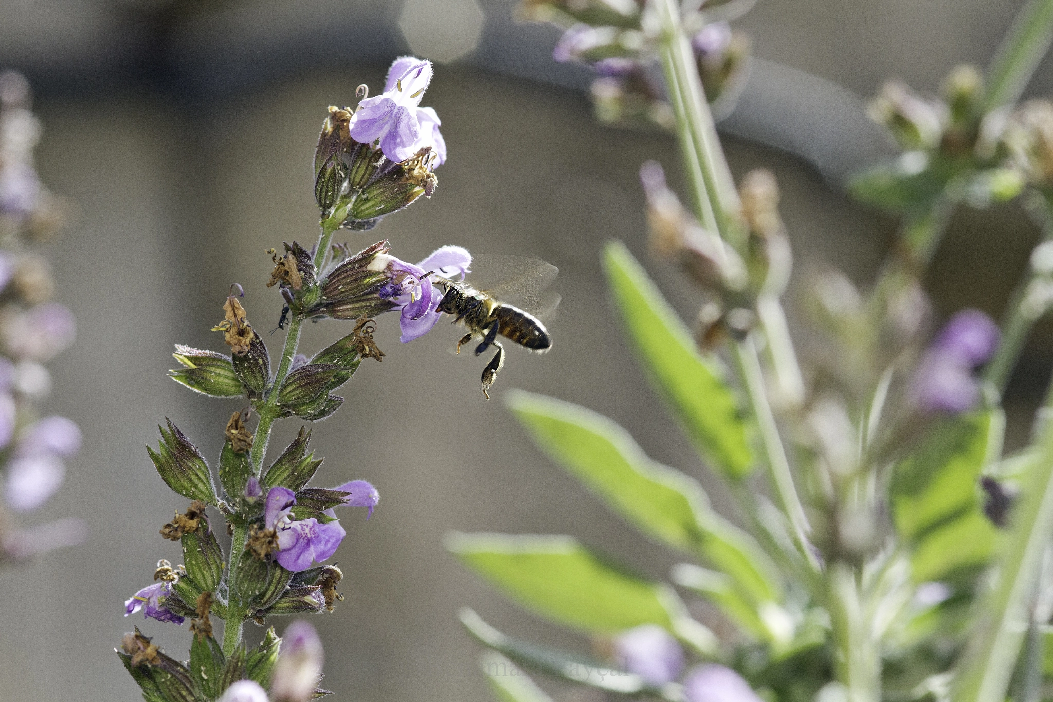 Canon EOS 7D + Sigma 105mm F2.8 EX DG Macro sample photo. In touch photography