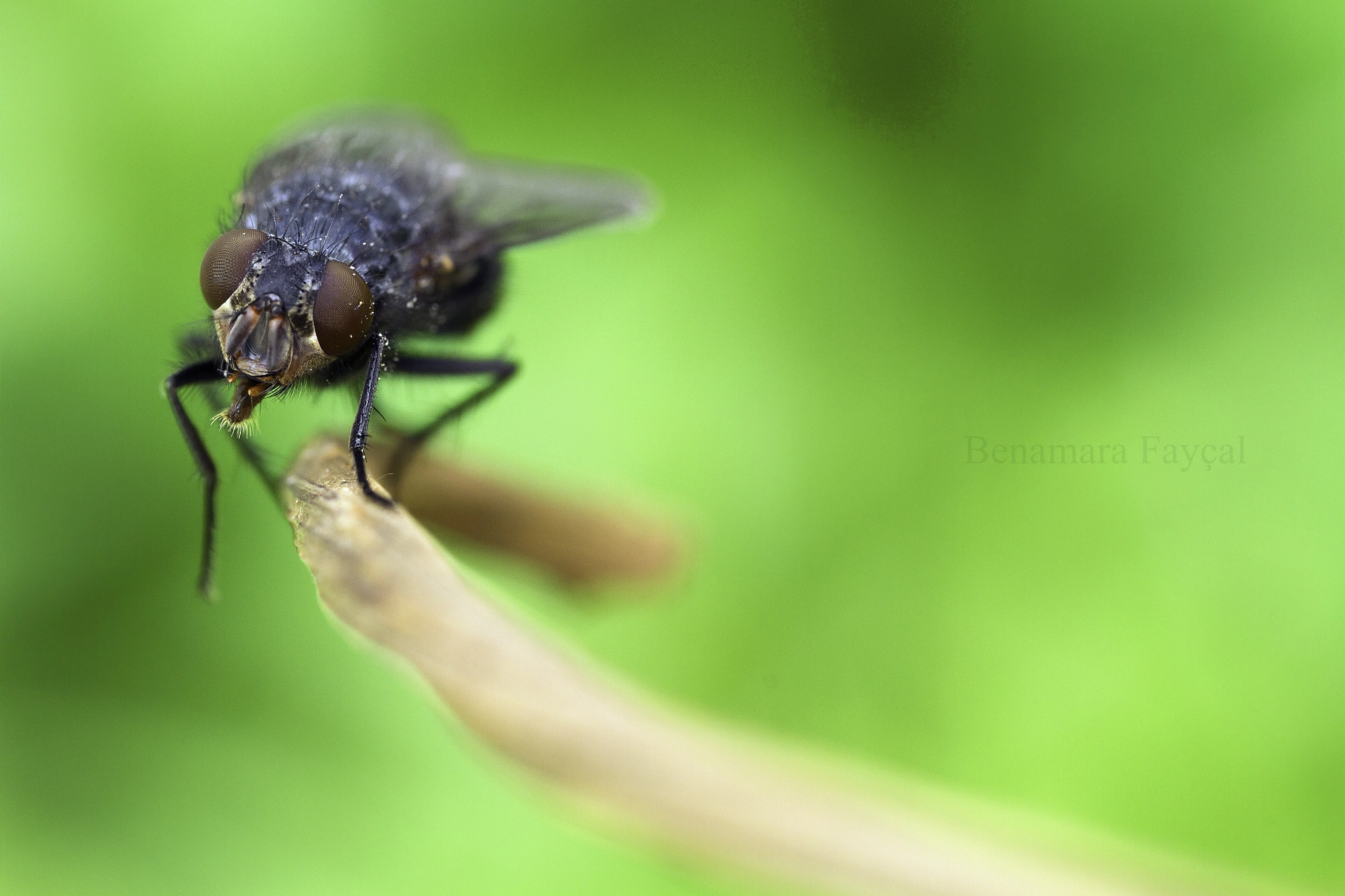 Canon MP-E 65mm F2.5 1-5x Macro Photo sample photo. The walk photography