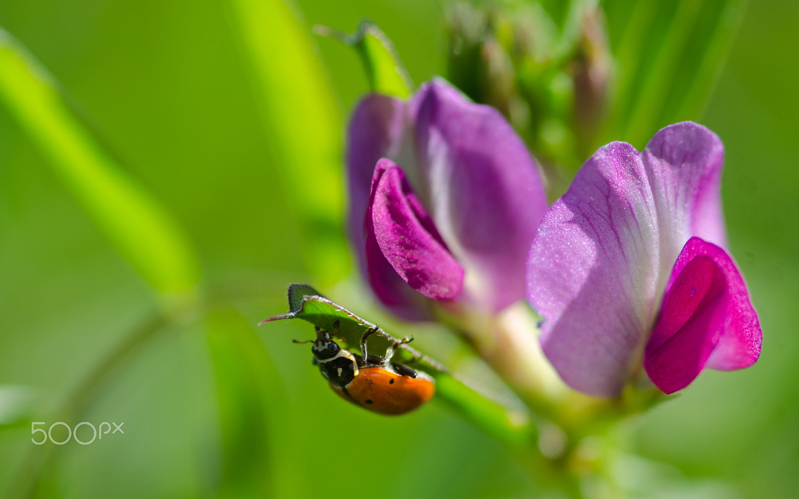 Tokina AT-X Pro 100mm F2.8 Macro sample photo. Parasite photography