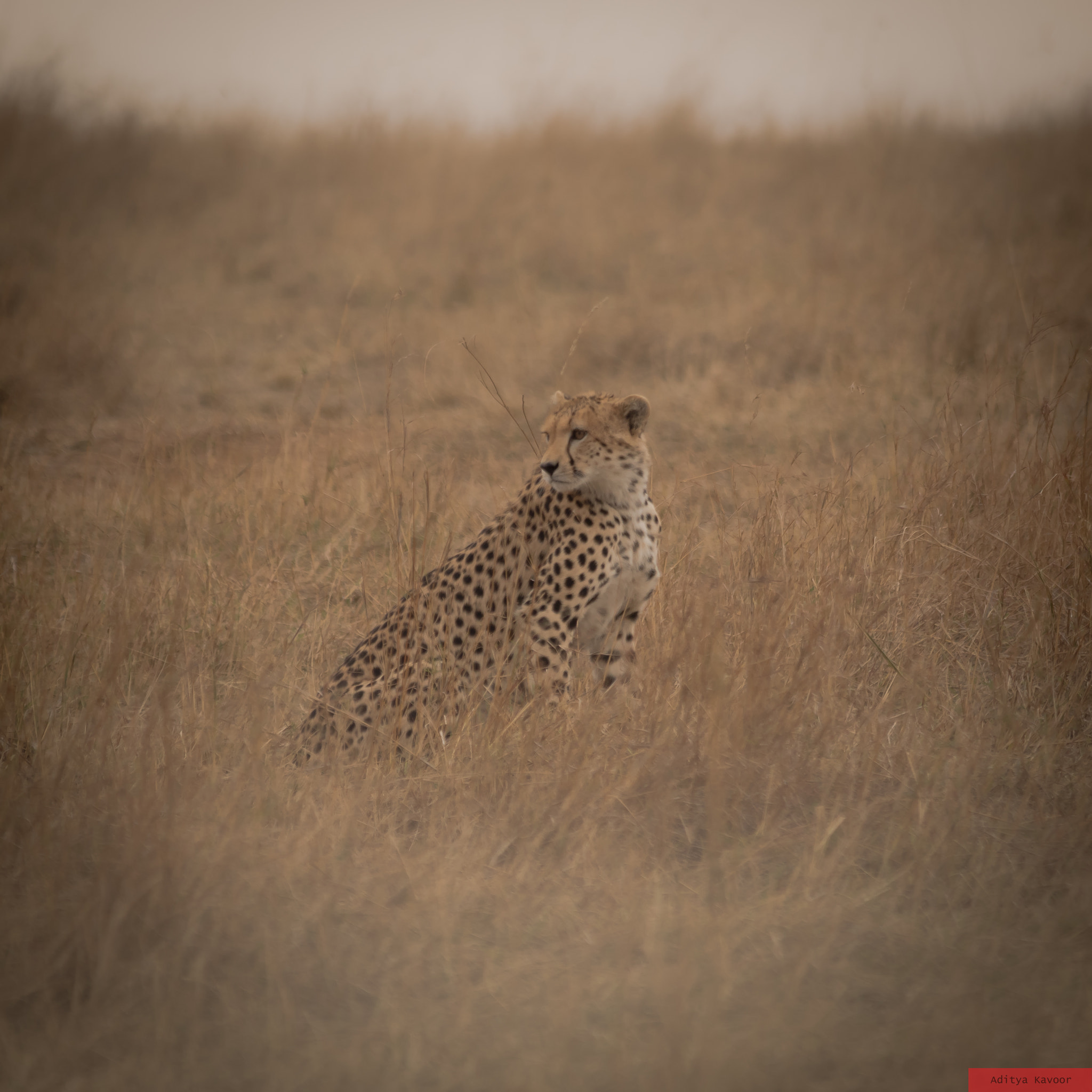 Sigma 150-500mm F5-6.3 DG OS HSM sample photo. Cheetah at masai mara photography