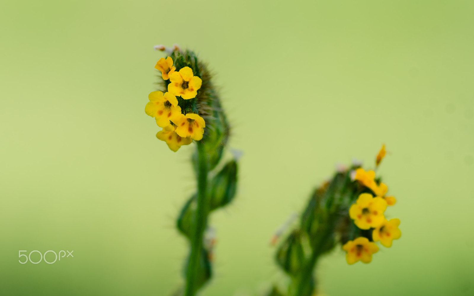 Tokina AT-X Pro 100mm F2.8 Macro sample photo. Existence of the small photography