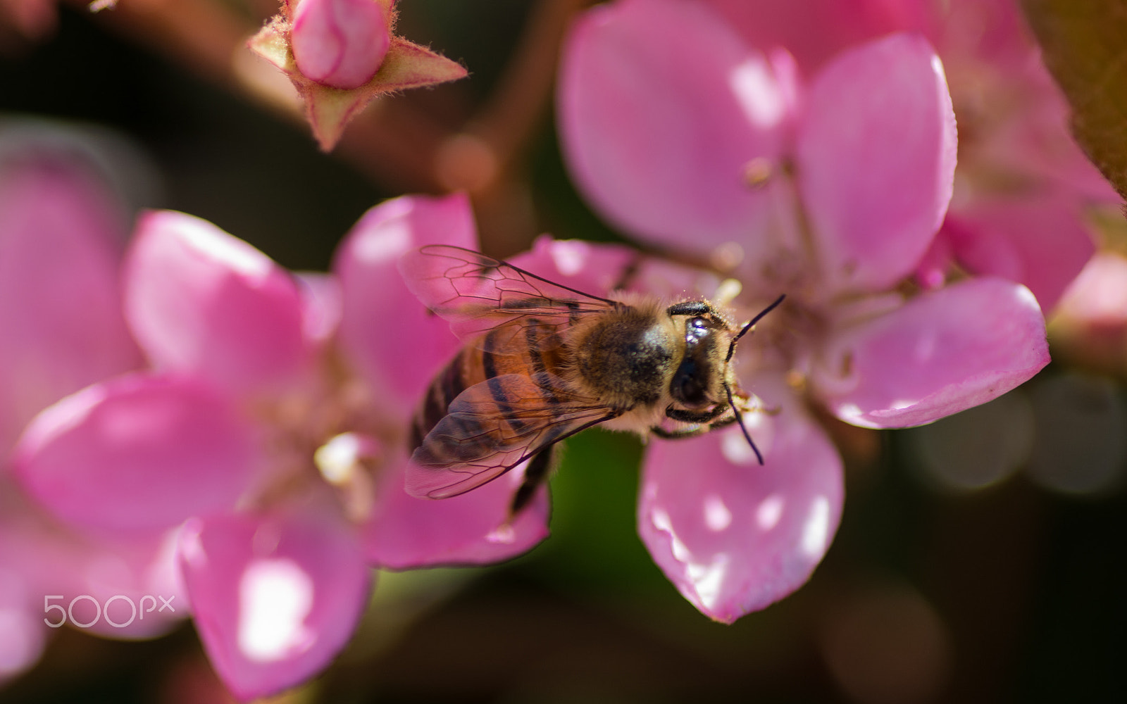 Tokina AT-X Pro 100mm F2.8 Macro sample photo. Collection photography