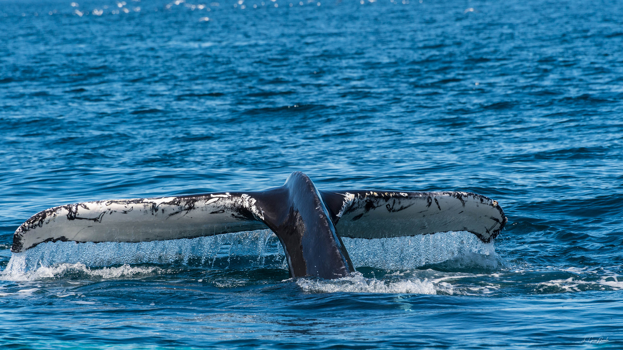 Nikon D4S sample photo. Whale tail photography