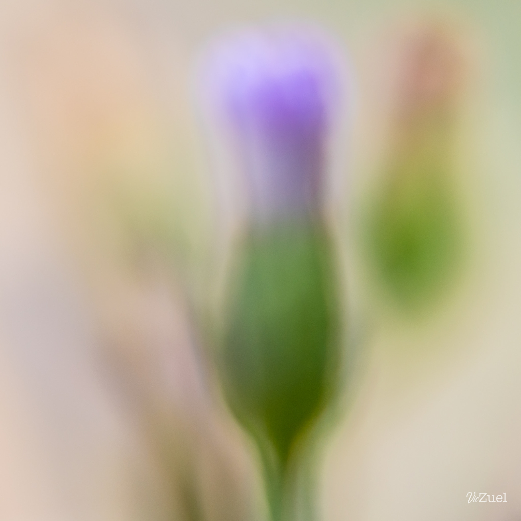 Nikon AF-S DX Micro Nikkor 40mm F2.8 sample photo. Abstraction de netteté photography