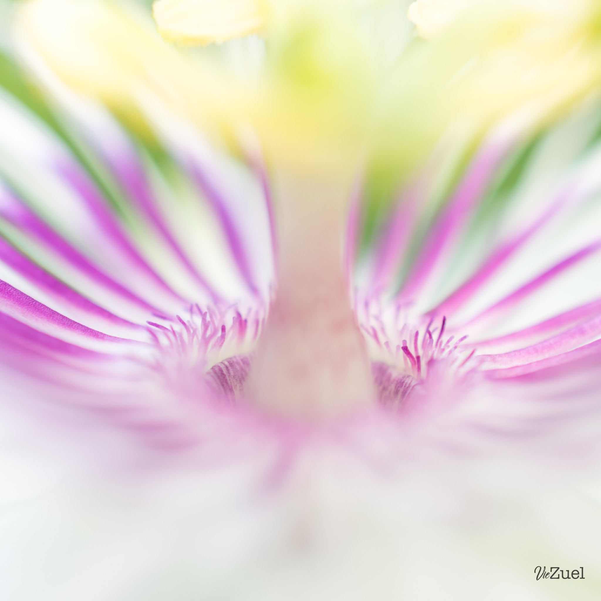 Nikon AF-S DX Micro Nikkor 40mm F2.8 sample photo. Entrer dans la danse photography