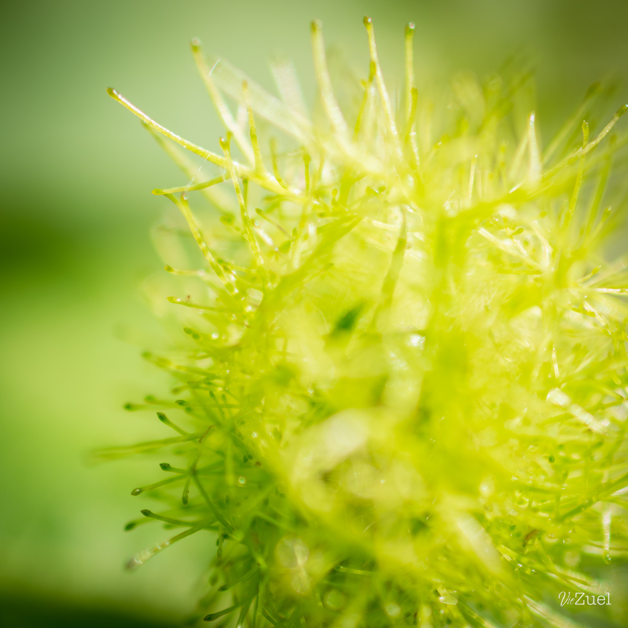 Nikon AF-S DX Micro Nikkor 40mm F2.8 sample photo. Vert nature photography