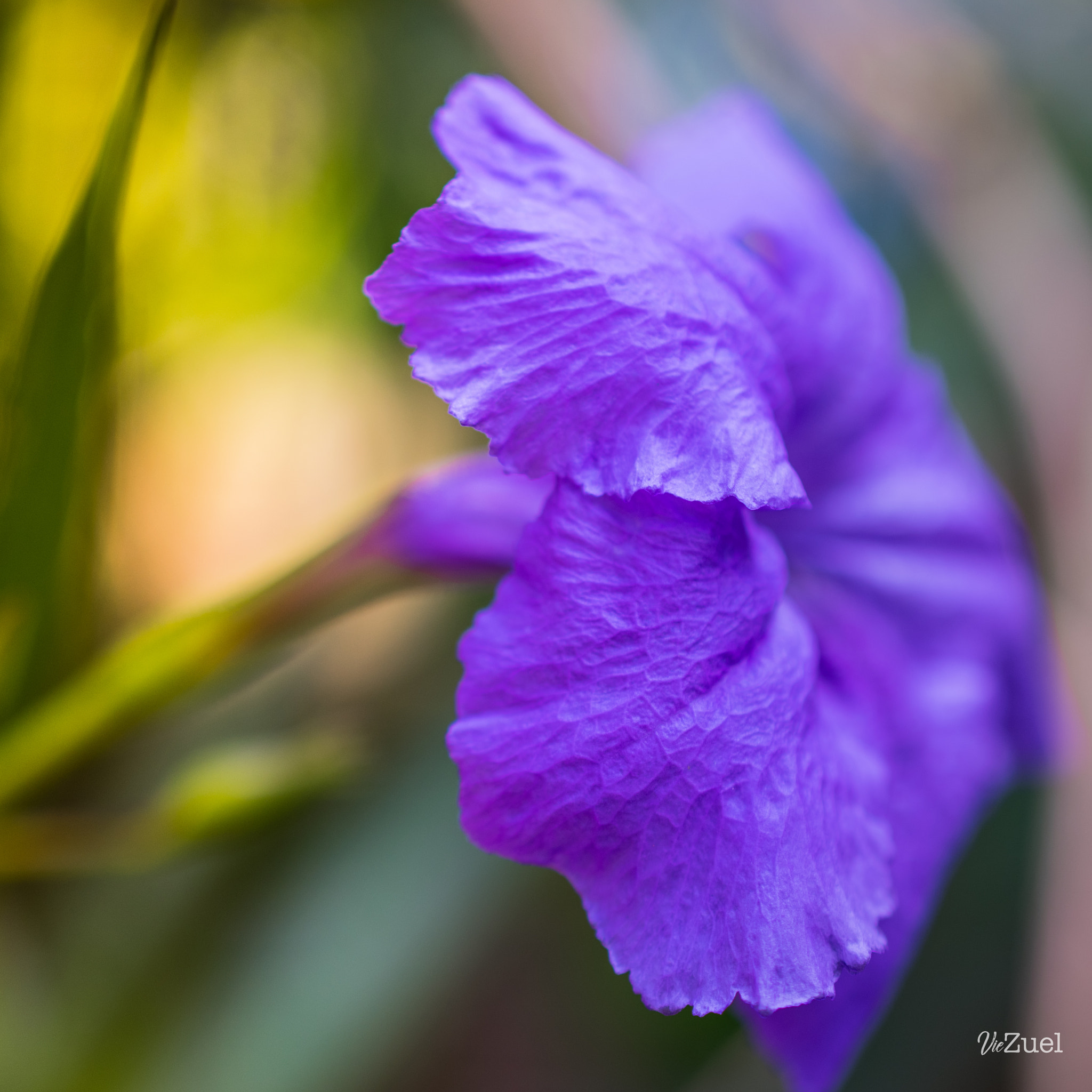 Nikon AF-S DX Micro Nikkor 40mm F2.8 sample photo. Fleur lumineuse photography