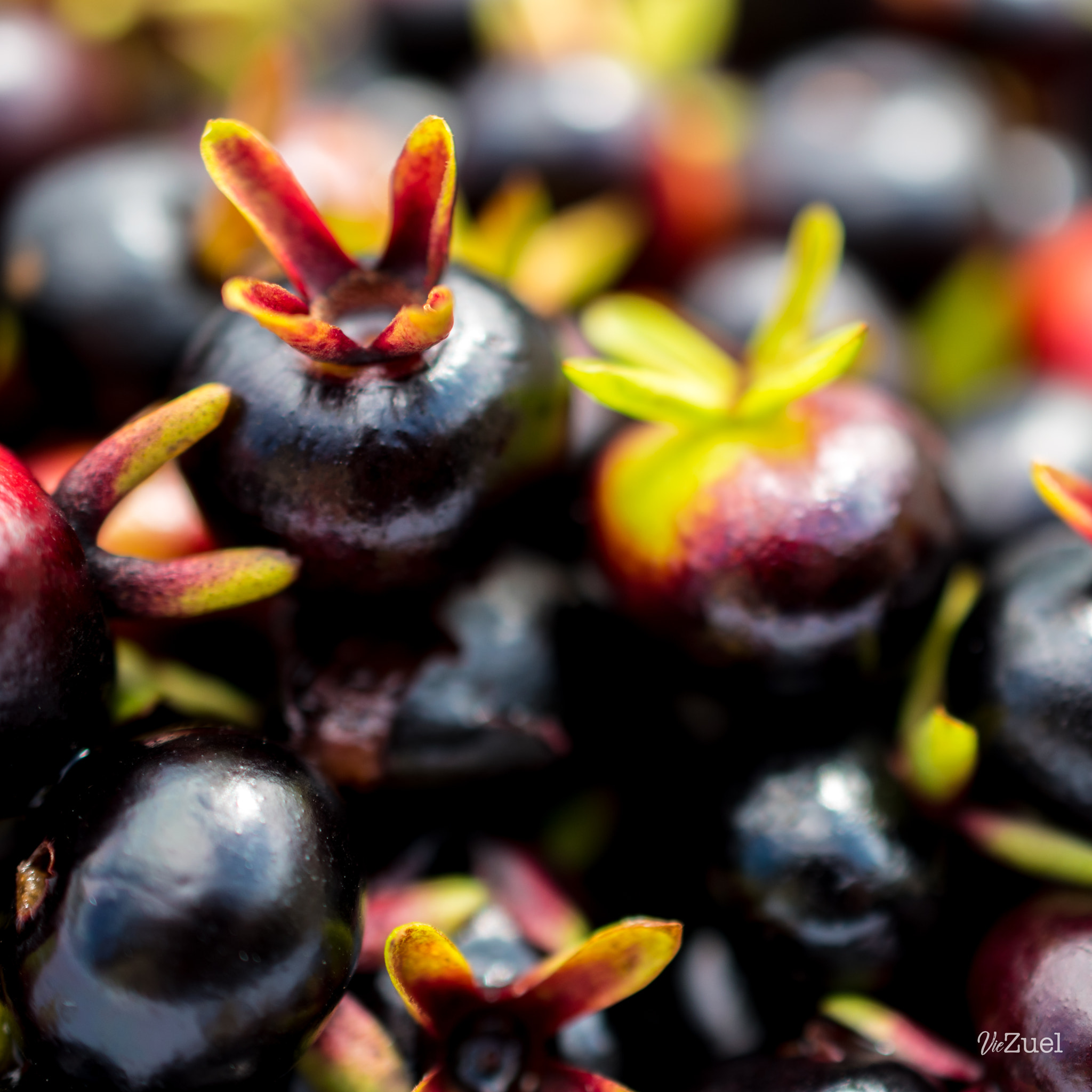Nikon AF-S DX Micro Nikkor 40mm F2.8 sample photo. Goyaviers photography
