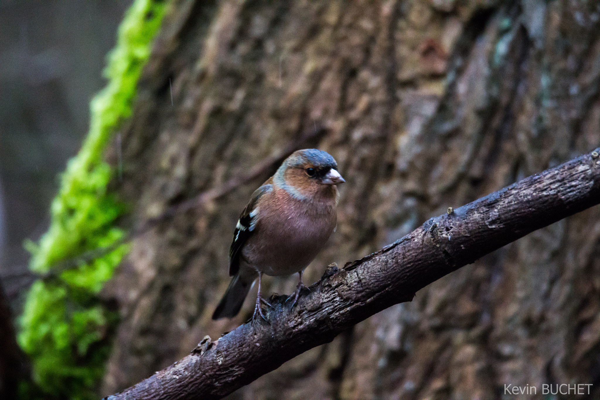 Tamron SP 150-600mm F5-6.3 Di VC USD sample photo. Bird photography