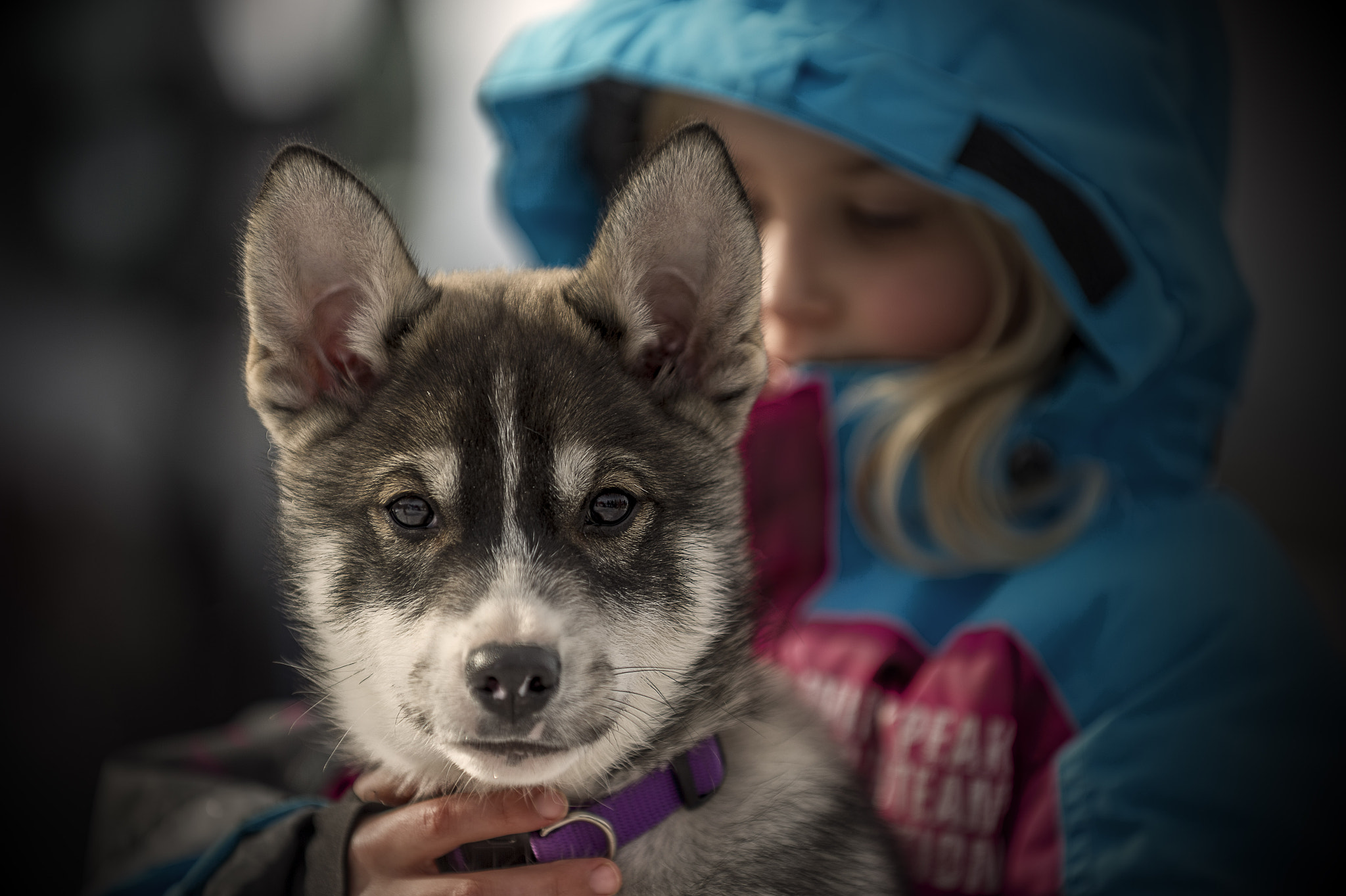 Nikon D4S sample photo. Young husky photography