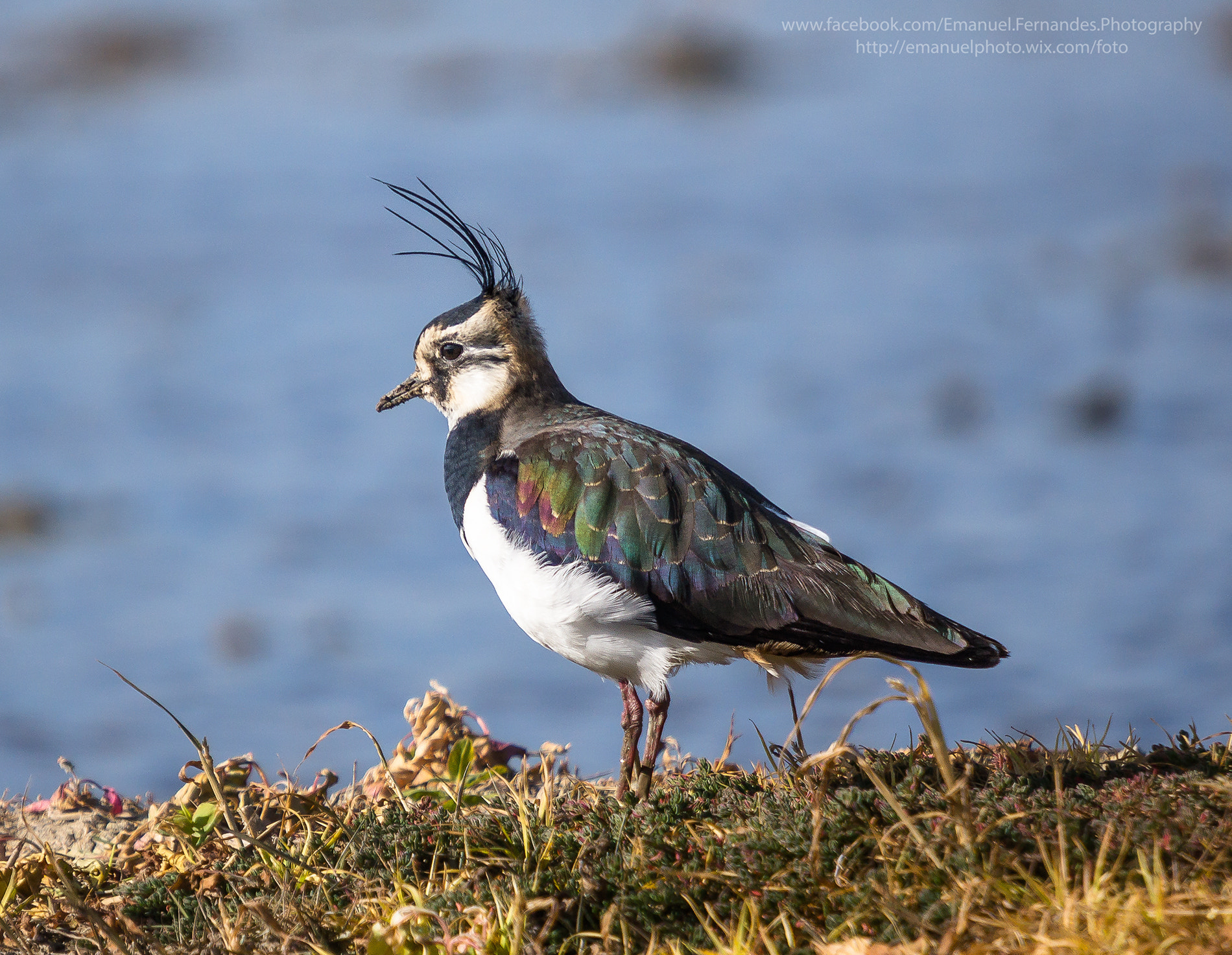 Minolta AF 300mm F2.8 HS-APO G sample photo. Abibe (vanellus vanellus) photography