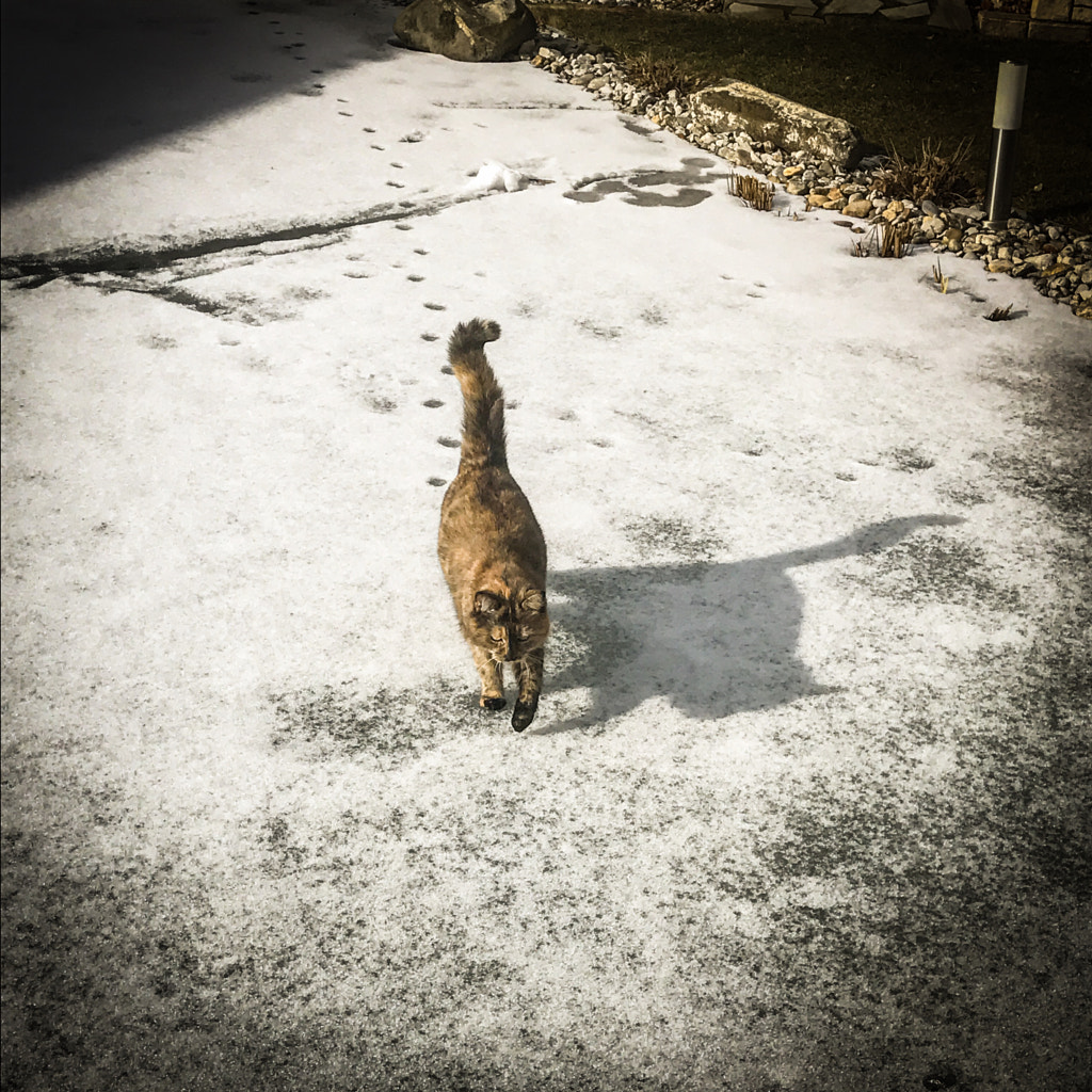 Statt 'Die Katze auf dem heißen Blechdach' gibt es bei uns 'Die Katze