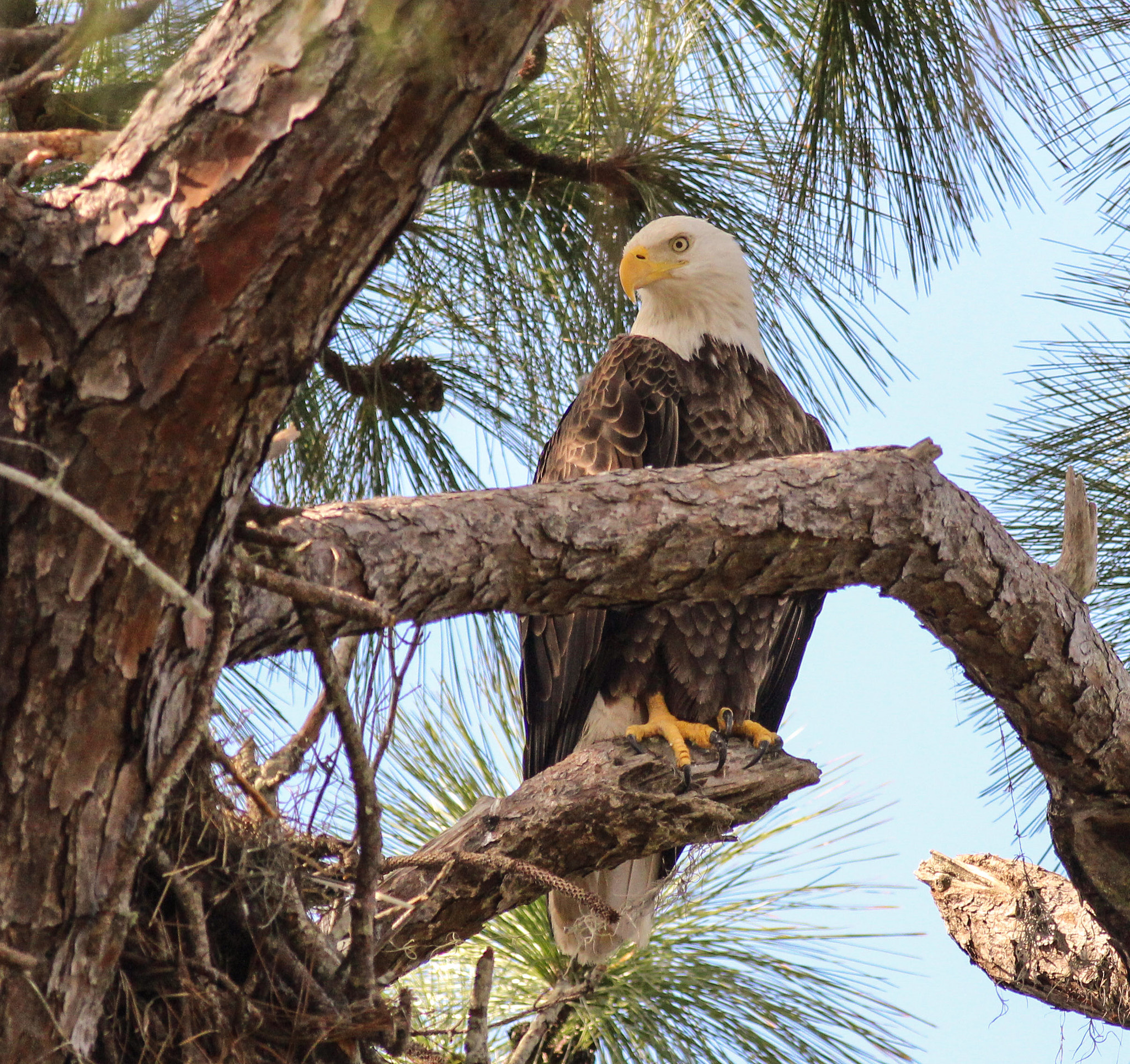 Canon EOS 600D (Rebel EOS T3i / EOS Kiss X5) + Canon EF 400mm F5.6L USM sample photo. Eaglet sitter photography