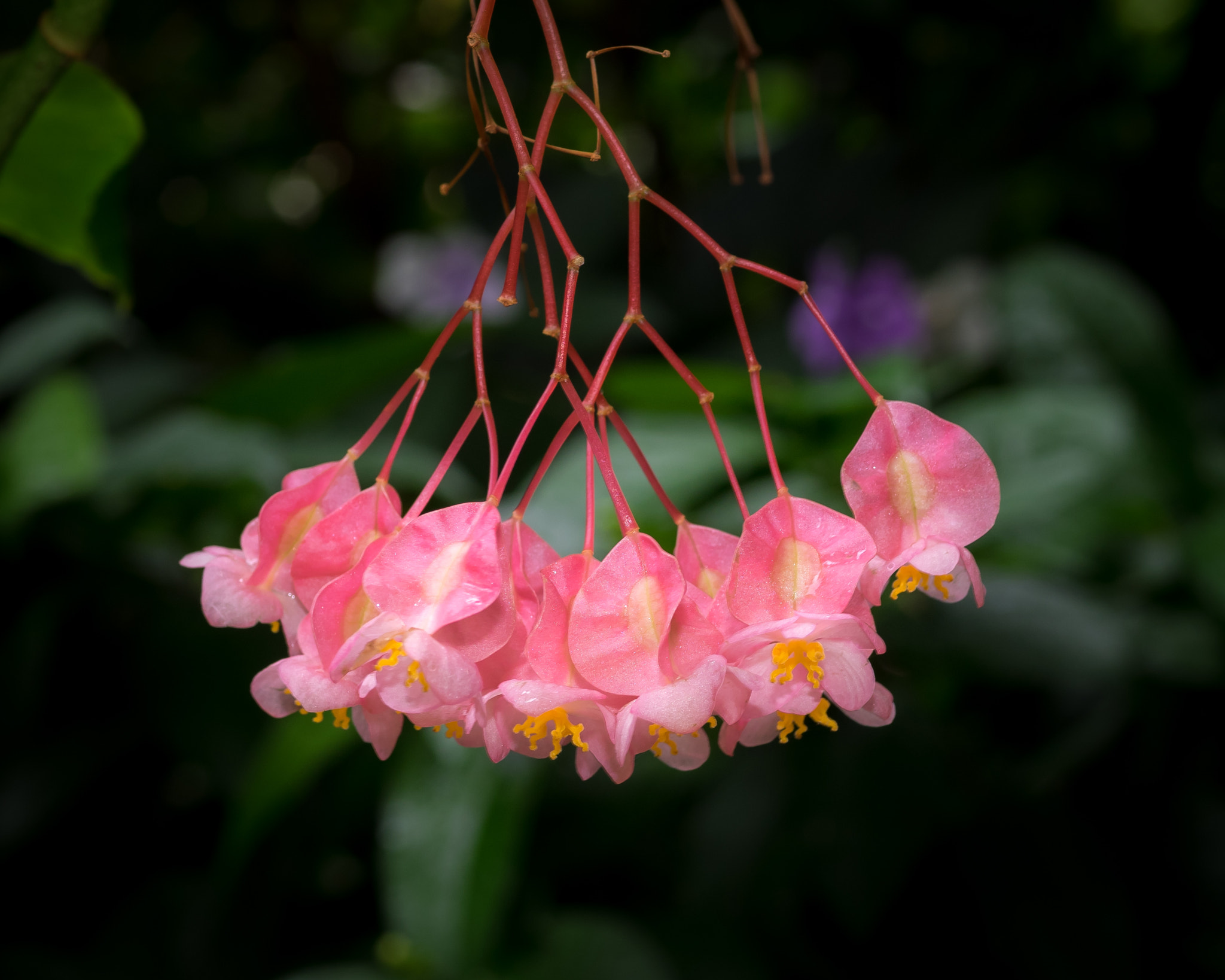 Olympus OM-D E-M1 + OLYMPUS 50mm Lens sample photo. Begonia sp. photography