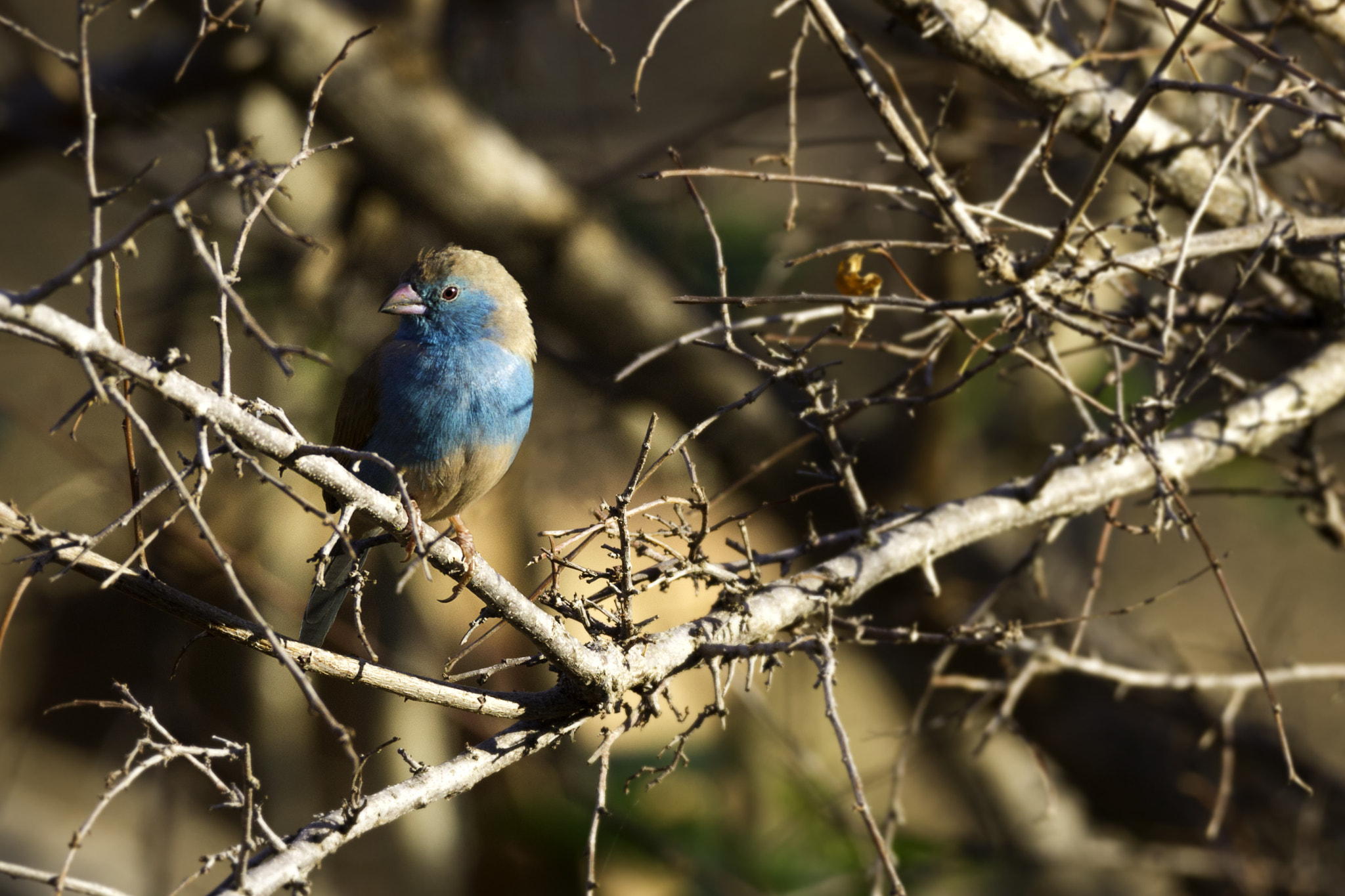 Canon EOS 7D + 150-600mm F5-6.3 DG OS HSM | Contemporary 015 sample photo. Blue waxbill photography