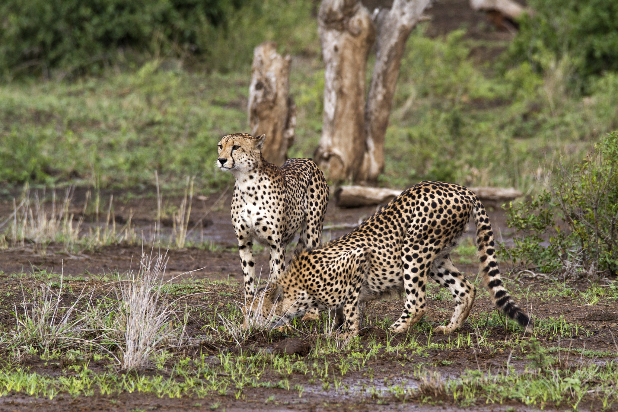 150-600mm F5-6.3 DG OS HSM | Contemporary 015 sample photo. Cheetah photography