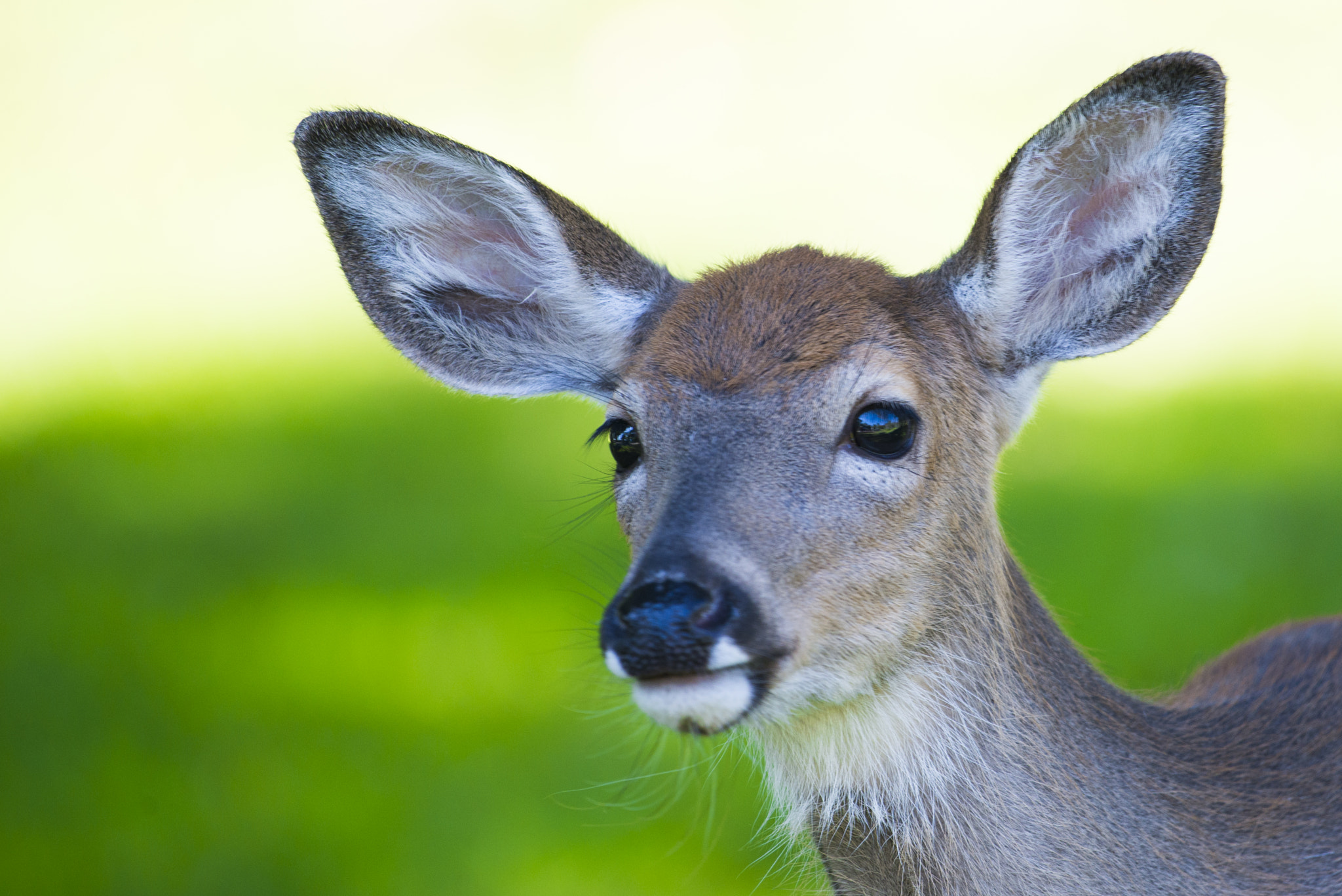 Nikon AF-S Nikkor 200-500mm F5.6E ED VR sample photo. Whitetail deer photography