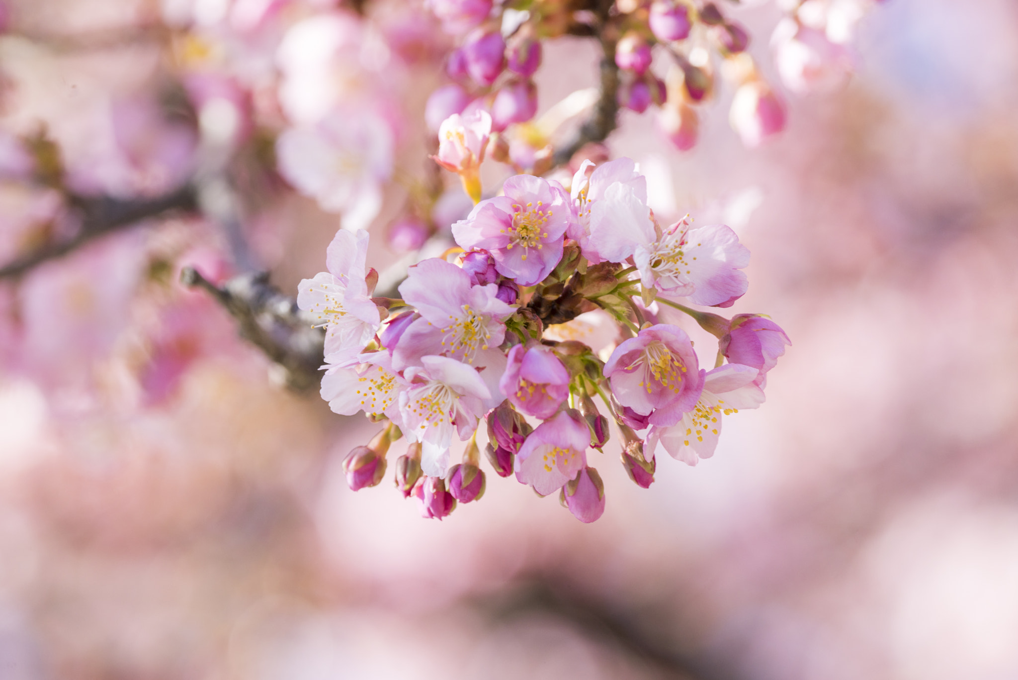 Sony a7R + Sony 70-300mm F4.5-5.6 G SSM sample photo. Cherry blossoms photography