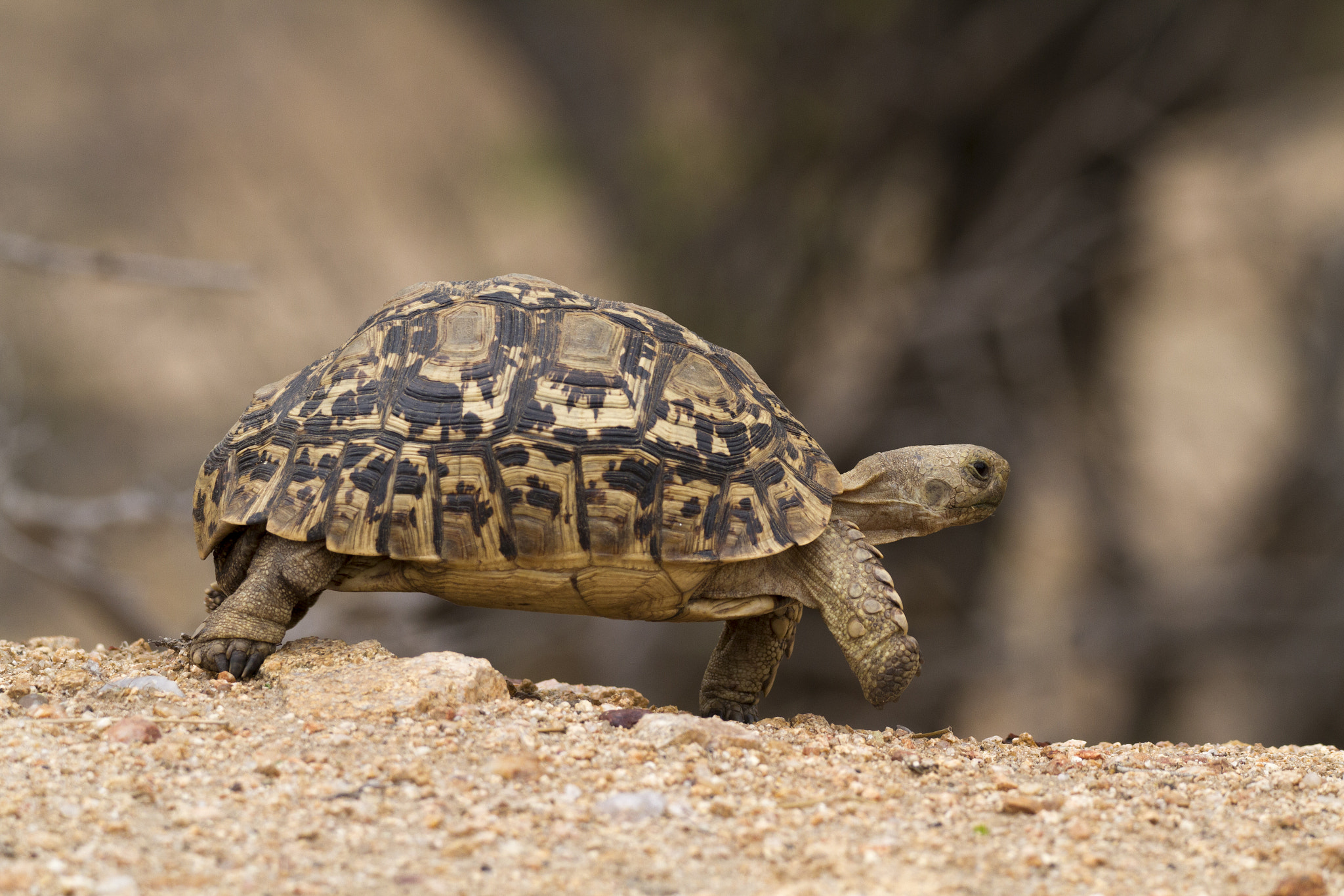 Canon EOS 7D + 150-600mm F5-6.3 DG OS HSM | Contemporary 015 sample photo. Leopard tortoise photography