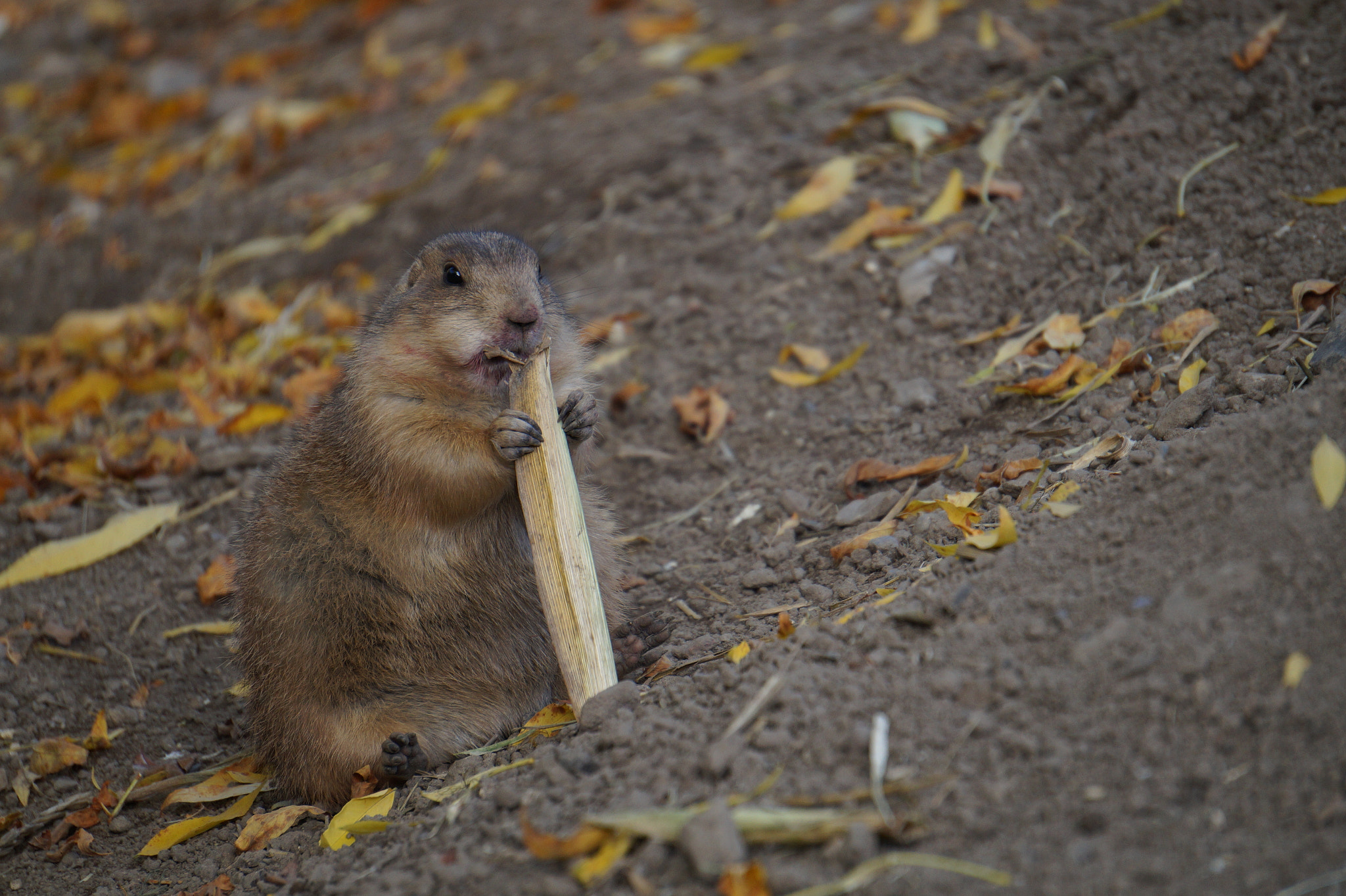 Sony Alpha a3000 sample photo. Chubby gopher photography