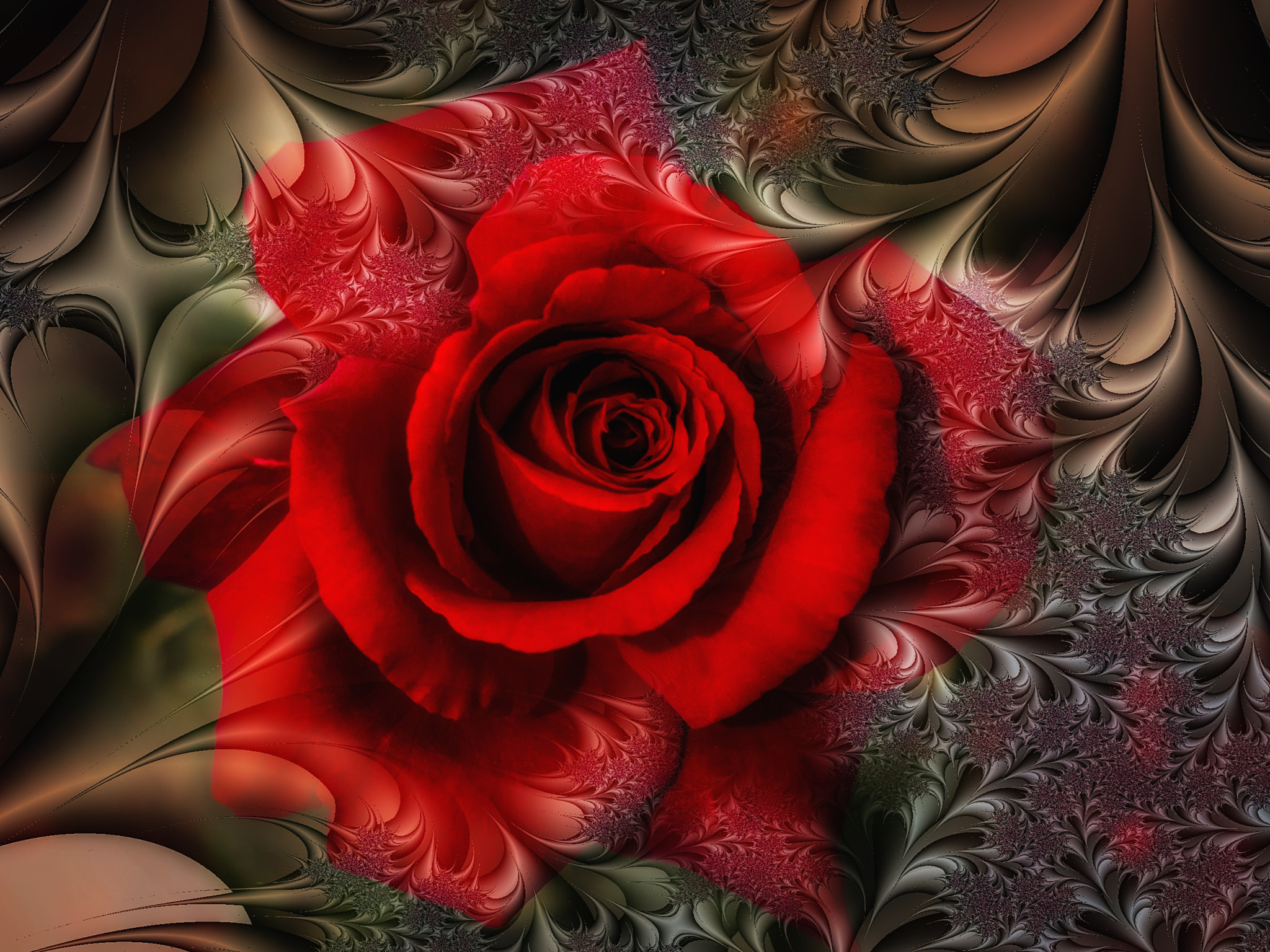 Nikon AF-S DX Micro Nikkor 40mm F2.8 sample photo. Fractal rose photography
