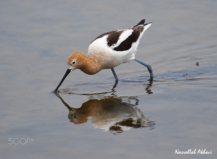 Nikon D3 sample photo. American avocet photography