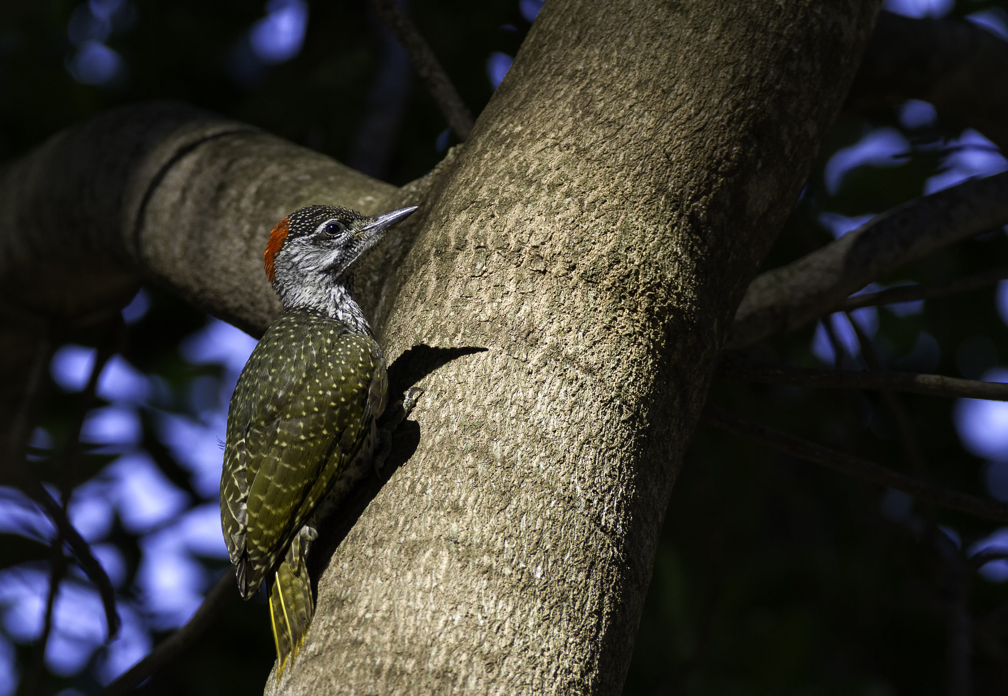 150-600mm F5-6.3 DG OS HSM | Contemporary 015 sample photo. Woodpecker photography