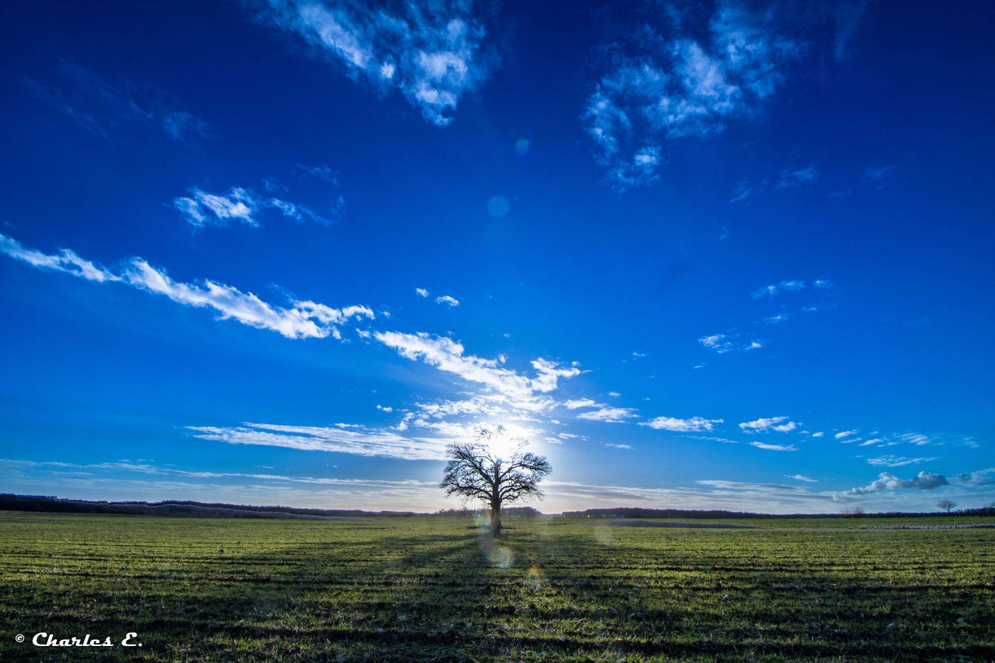 Canon EOS 750D (EOS Rebel T6i / EOS Kiss X8i) sample photo. Light on the tree photography