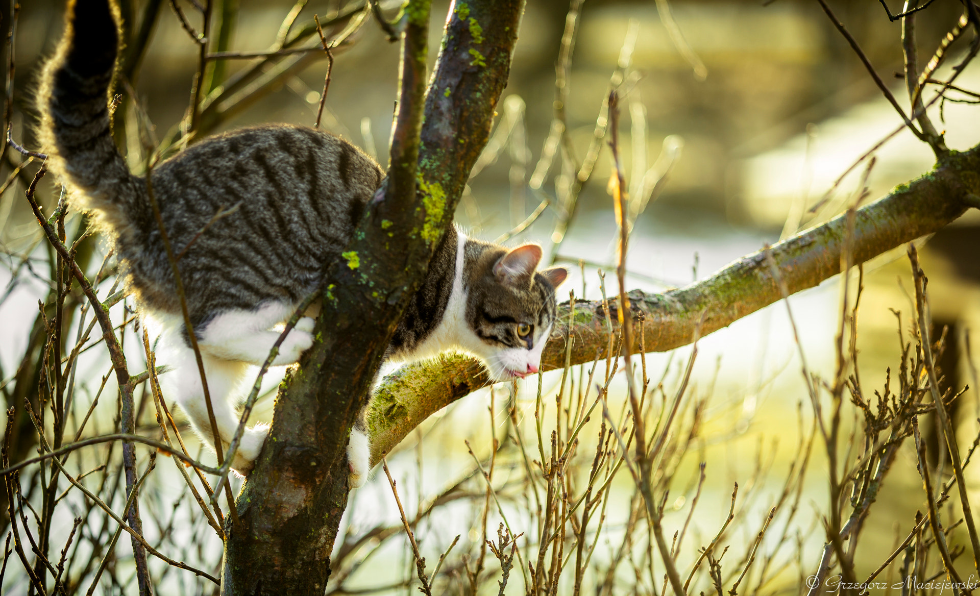 Canon EF 80-200mm f/2.8L sample photo. A cat photography