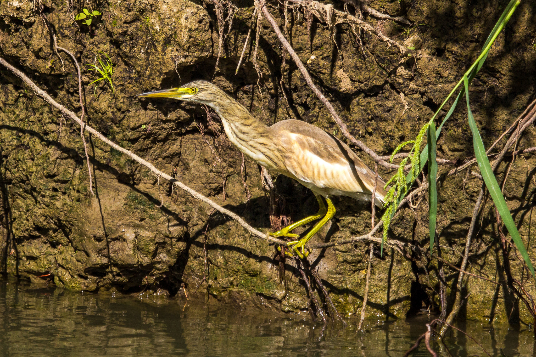 Canon EF 100-400mm F4.5-5.6L IS USM sample photo. Squacco heron photography