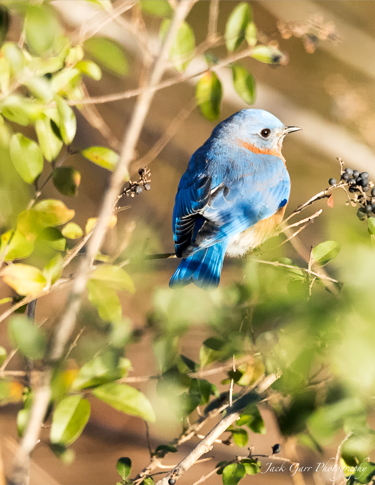 150-600mm F5-6.3 DG OS HSM | Sports 014 sample photo. Male blue bird photography