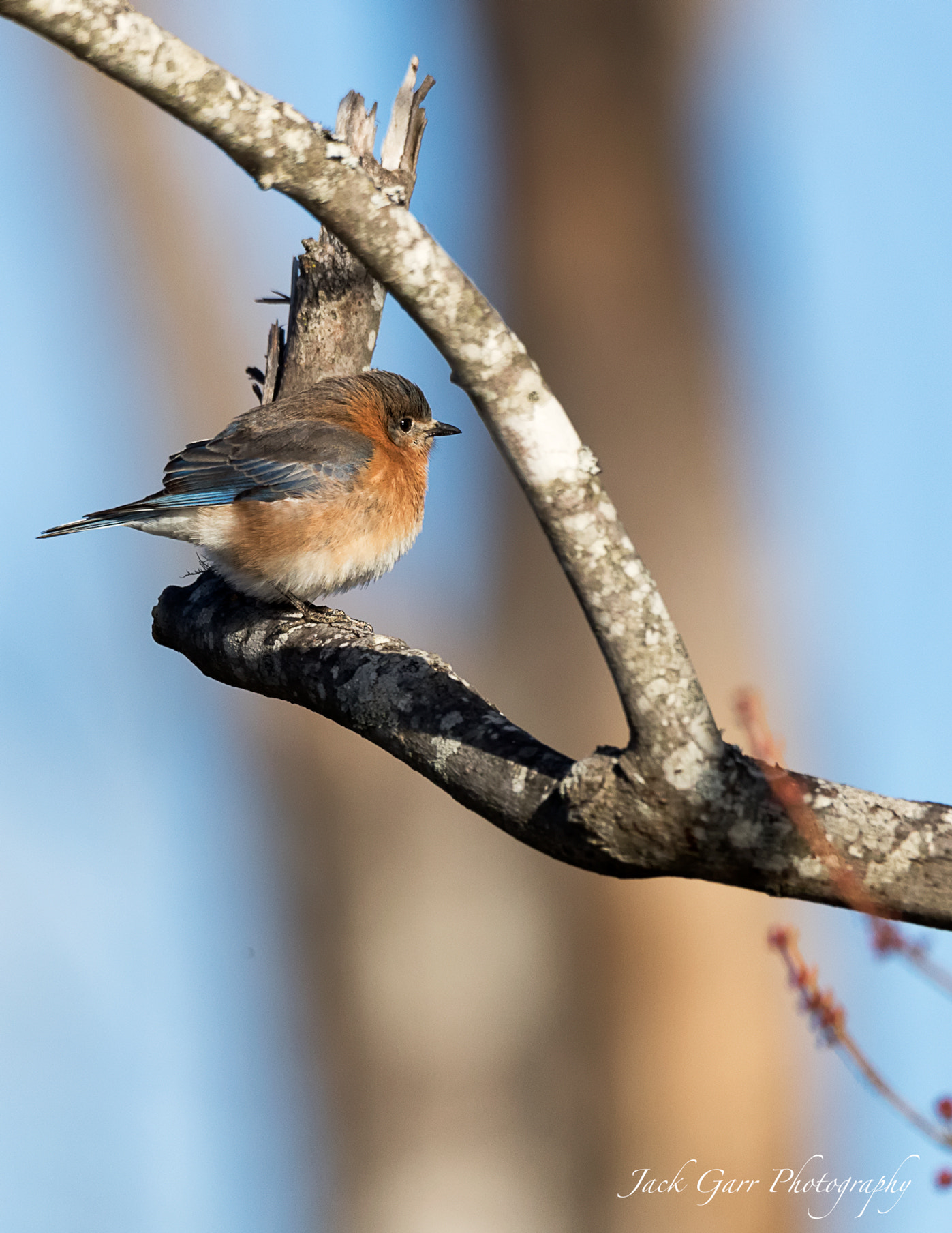 150-600mm F5-6.3 DG OS HSM | Sports 014 sample photo. Female blue bird photography