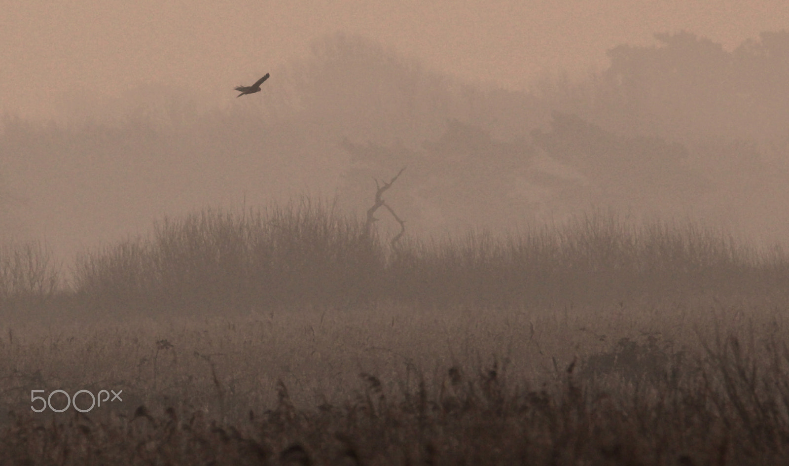 Sigma 150-500mm F5-6.3 DG OS HSM sample photo. Dawn harrier photography