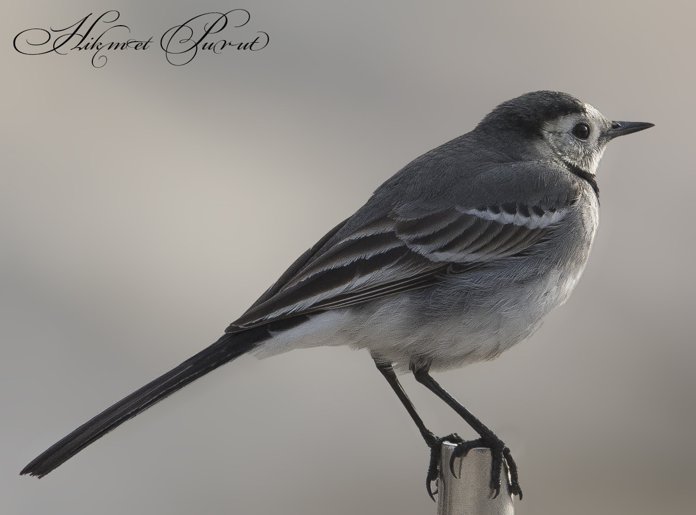 Canon EF 600mm f/4L IS sample photo