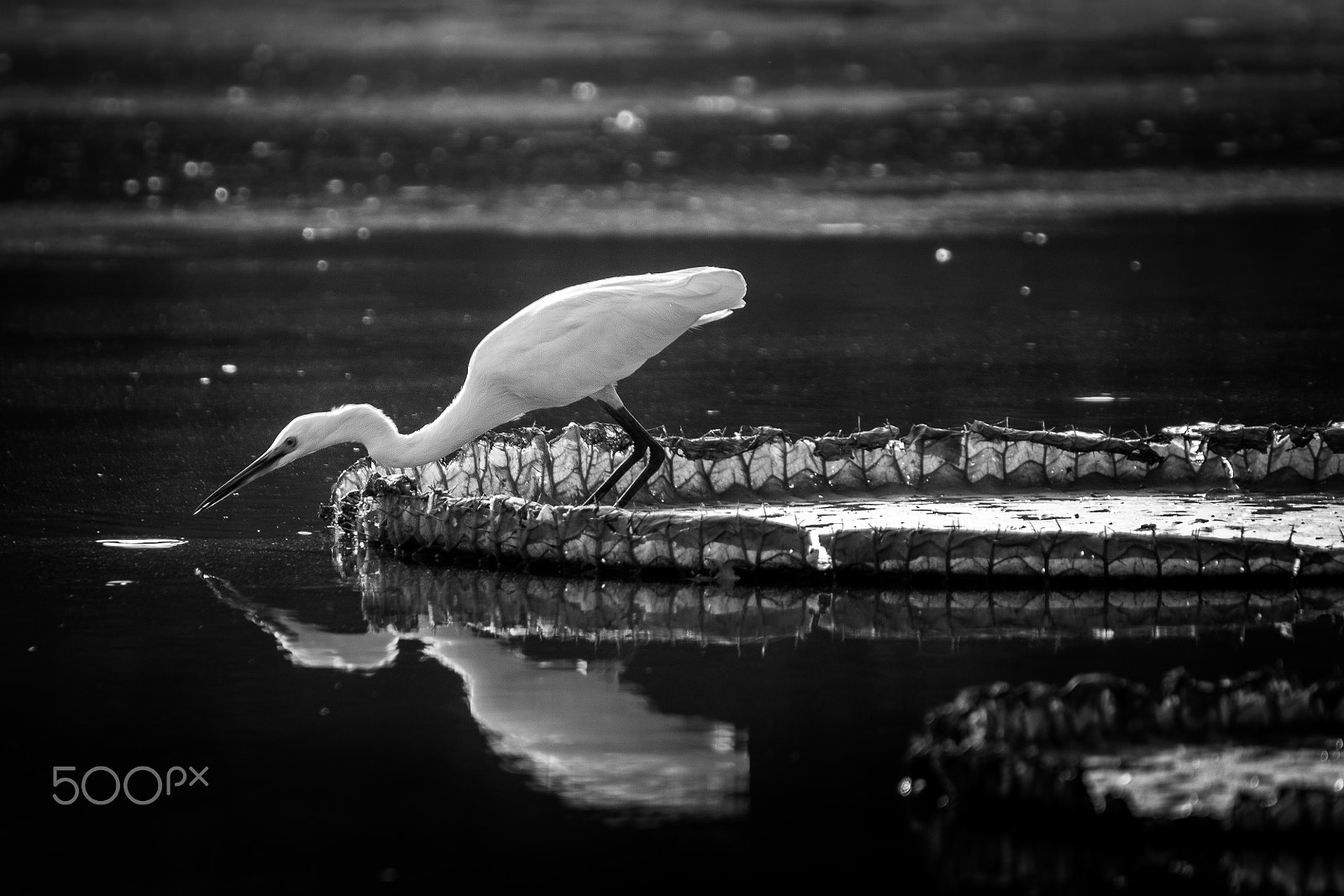 Canon EOS 60D + Tamron SP 70-300mm F4-5.6 Di VC USD sample photo. Great egret photography