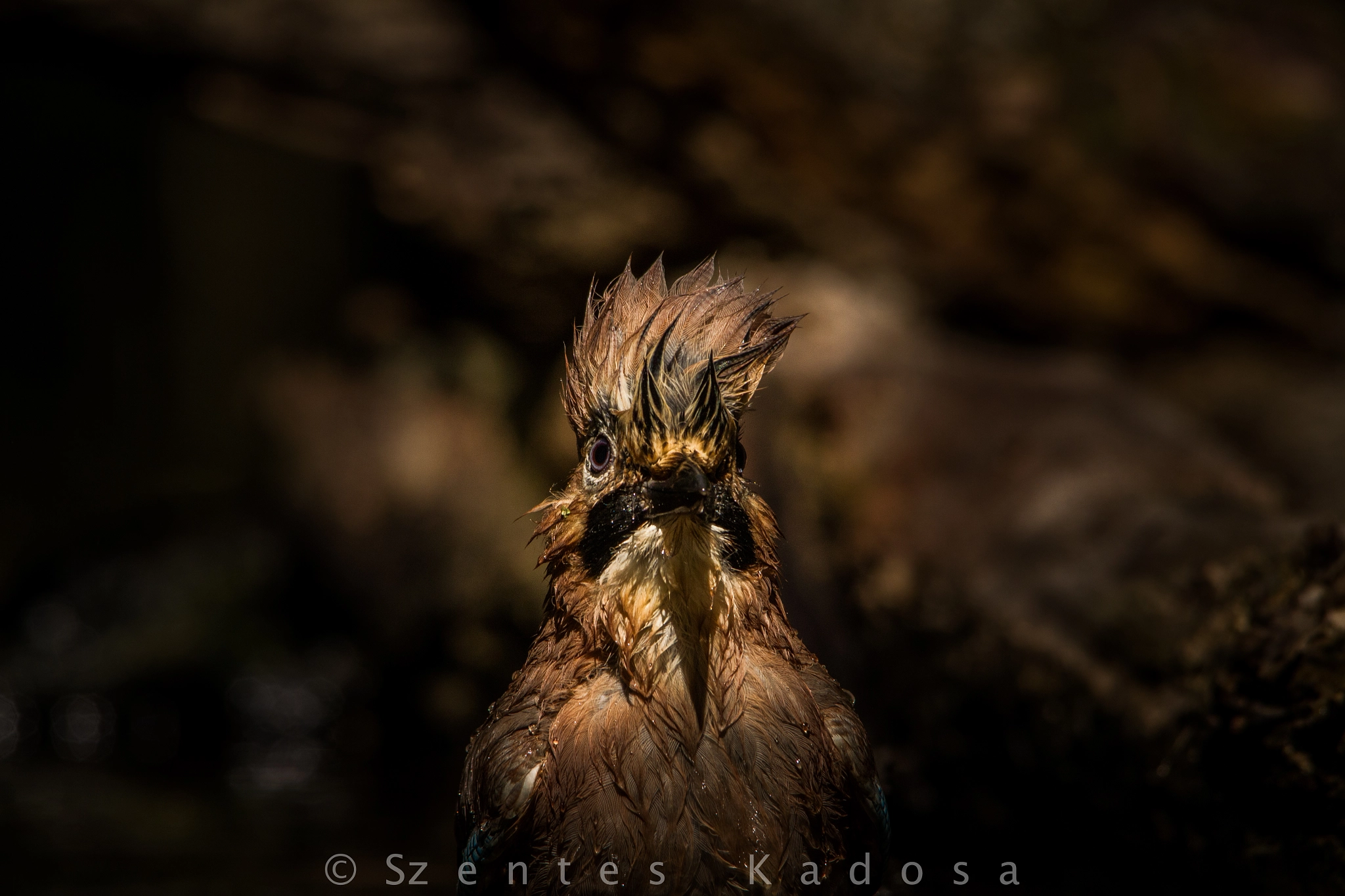 Sigma 150-500mm F5-6.3 DG OS HSM sample photo. Hairstyle is always important photography