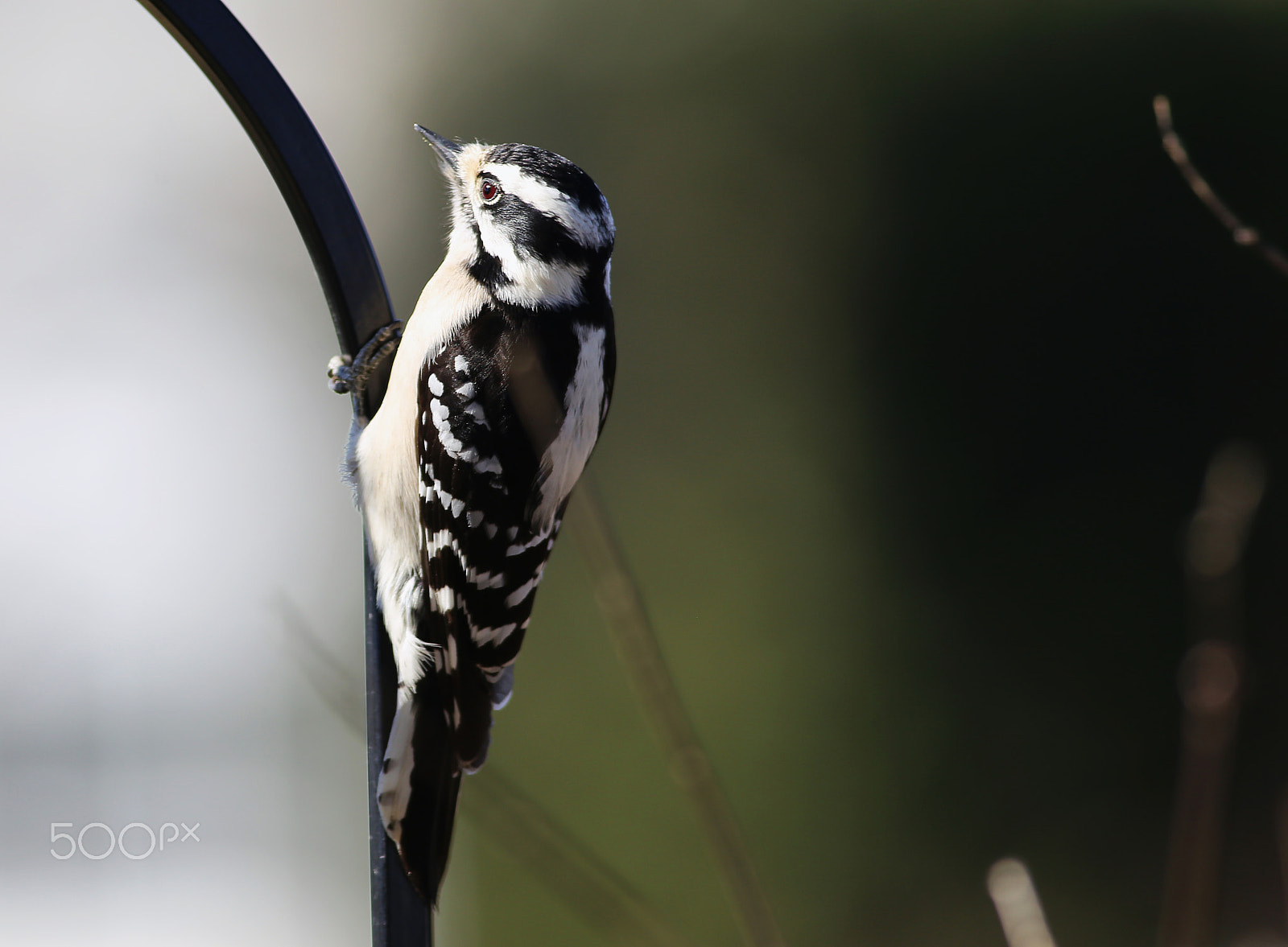 Canon EOS 6D + Canon EF 400mm F5.6L USM sample photo. Downy woodpecker - female photography