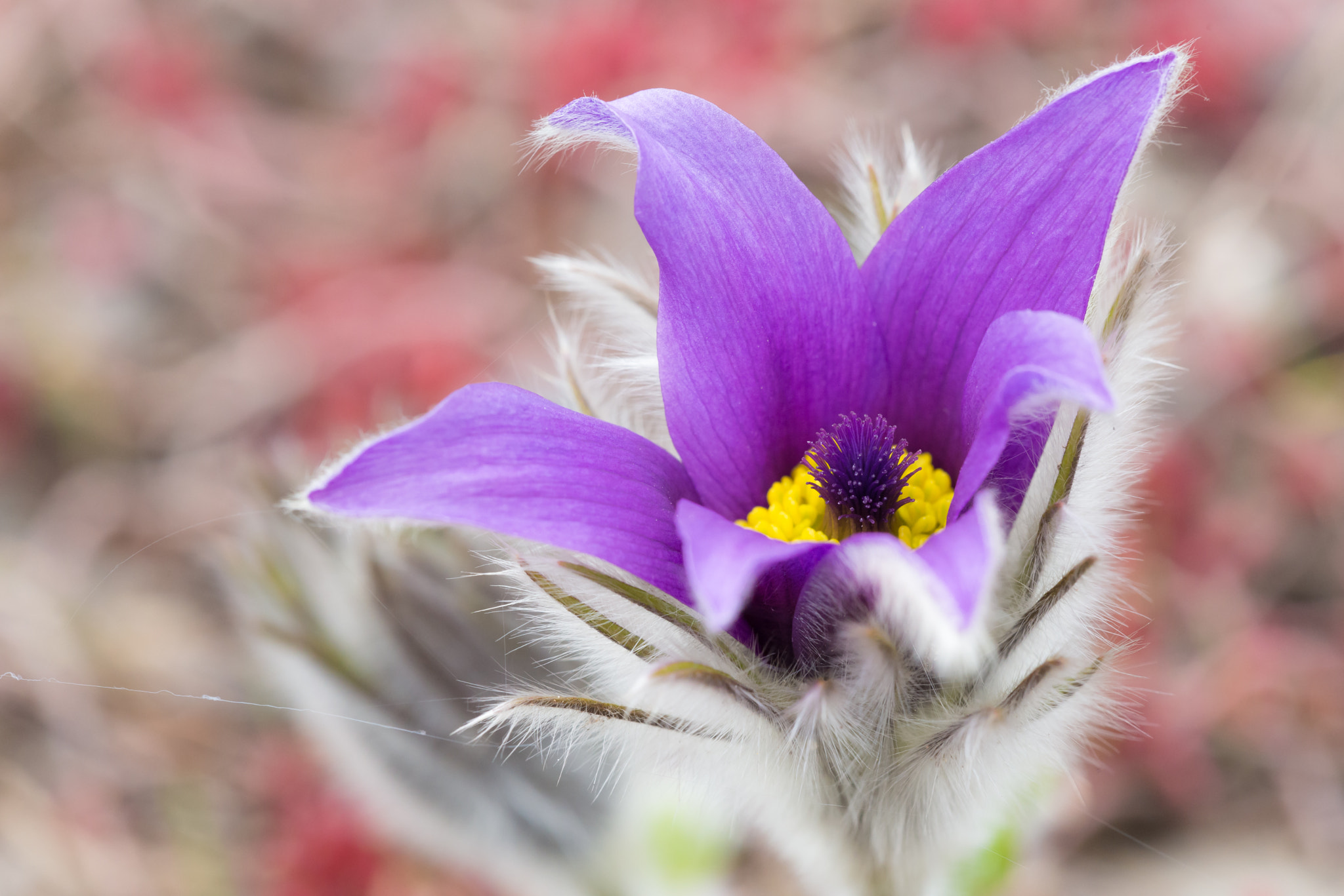 Sigma 150mm F2.8 EX DG Macro HSM sample photo. Pasque in red photography