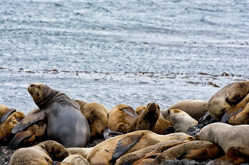 Sigma 70-300mm F4-5.6 APO DG Macro sample photo. Leones marinos ushuaia photography