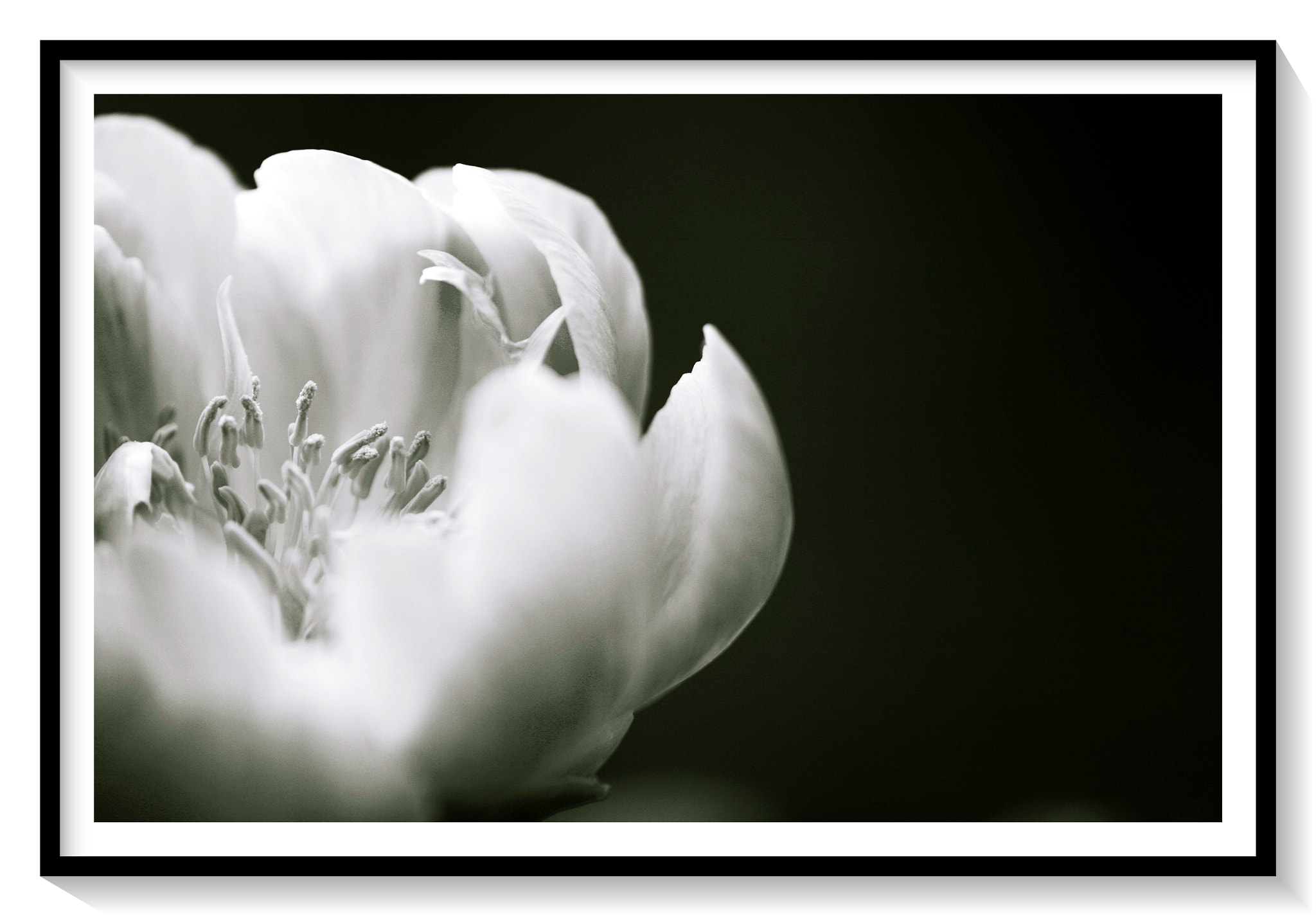 Canon EOS 5D + Canon EF 180mm F3.5L Macro USM sample photo. Paeonia photography