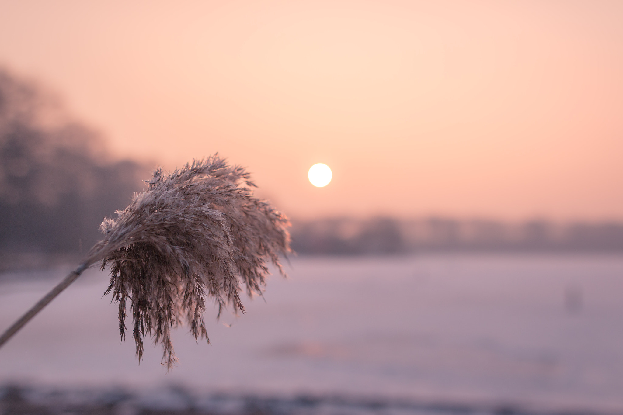 Sigma 24mm F1.4 DG HSM Art sample photo. Cold lazy morning. photography