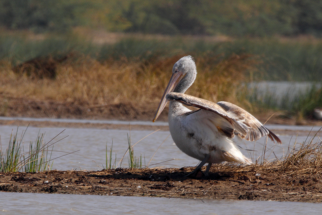 Sigma 150-600mm F5-6.3 DG OS HSM | C sample photo. Pelican photography