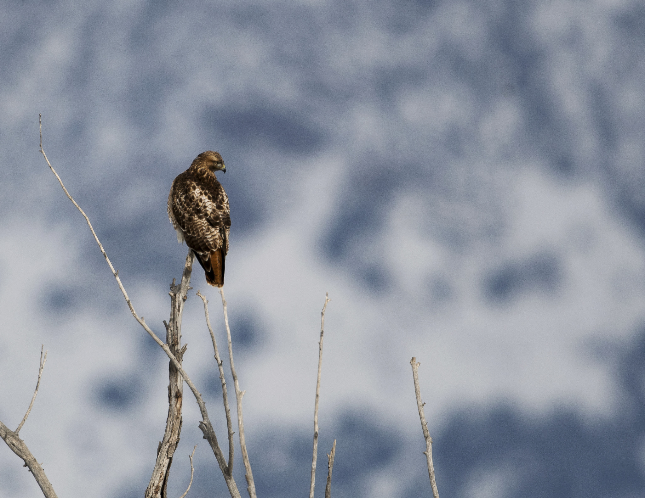 Nikon D500 + Nikon AF-S Nikkor 800mm F5.6E FL ED VR sample photo. Bear river migratory bird refuge photography